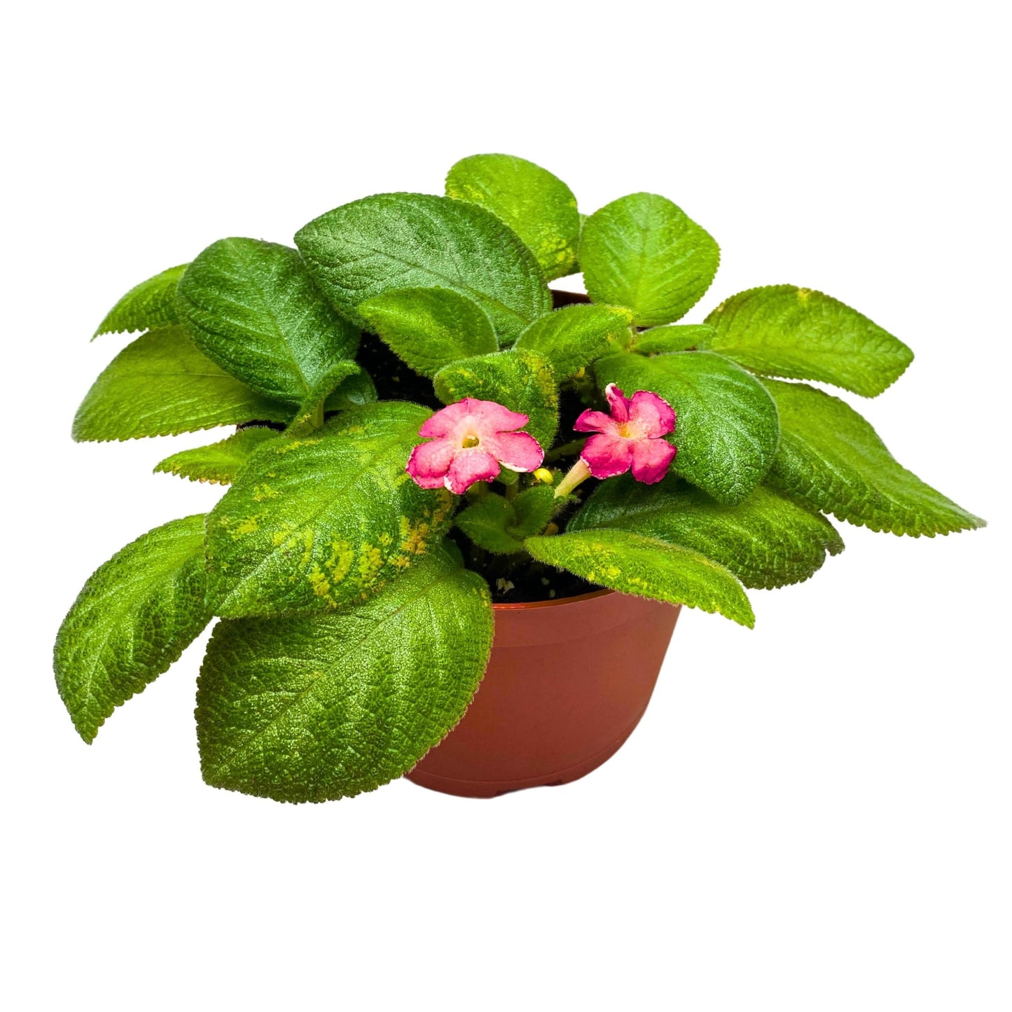 Harmony Foliage Episcia Lil Lemon Green Flame Violet 6 inch