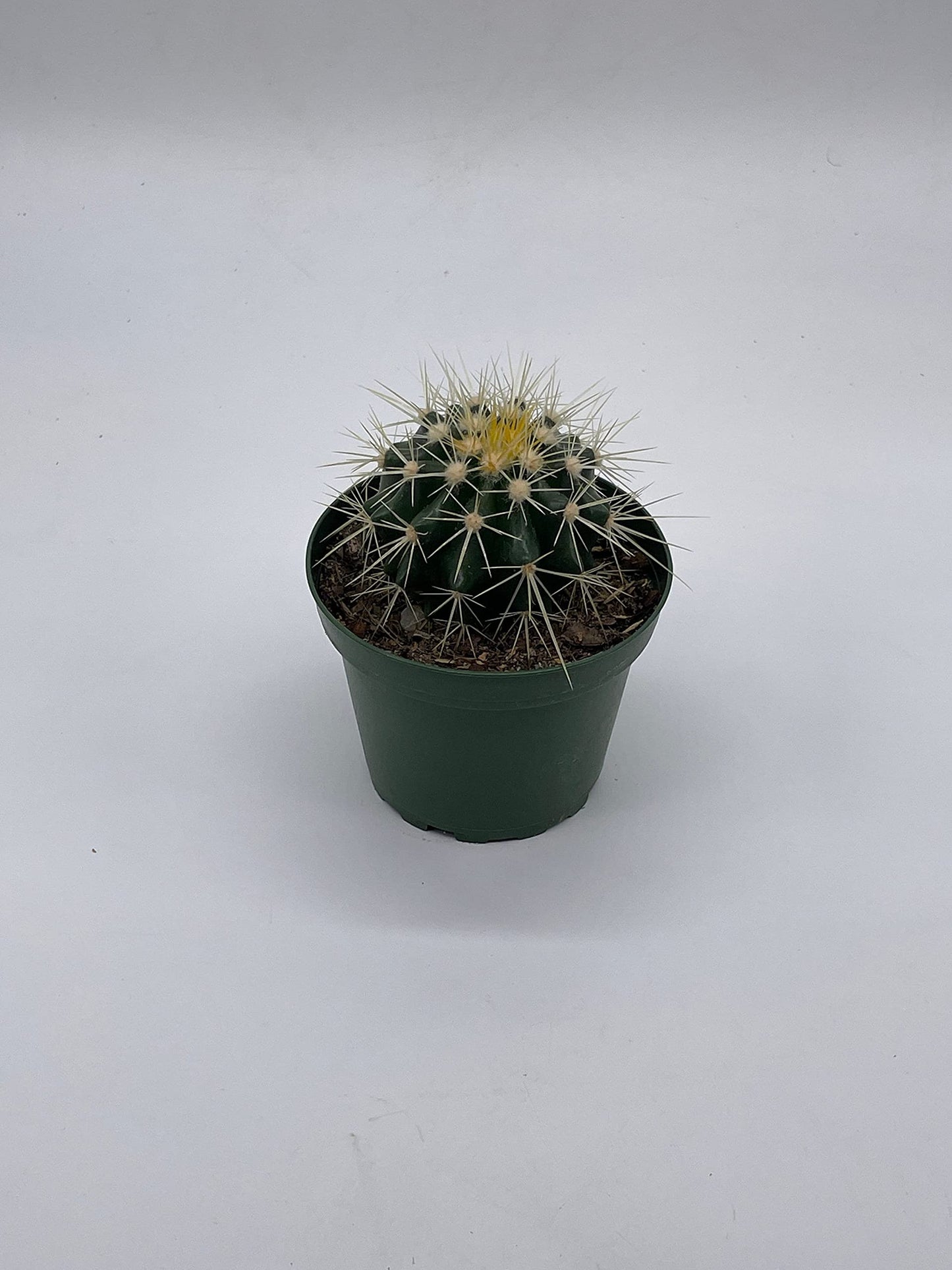 Golden Barrel Cactus, Echinocactus Grusonii, 4 inch