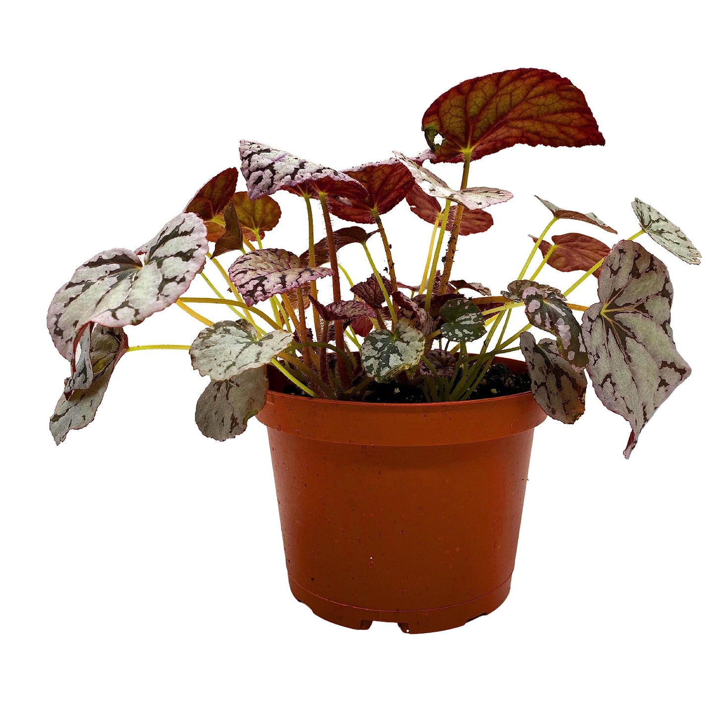 Harmony's BubbleBlooms Silver Dollar Begonia, King Begonia, Painted Begonia, Painted Leaf Begonia Rex in 6 inch Pot