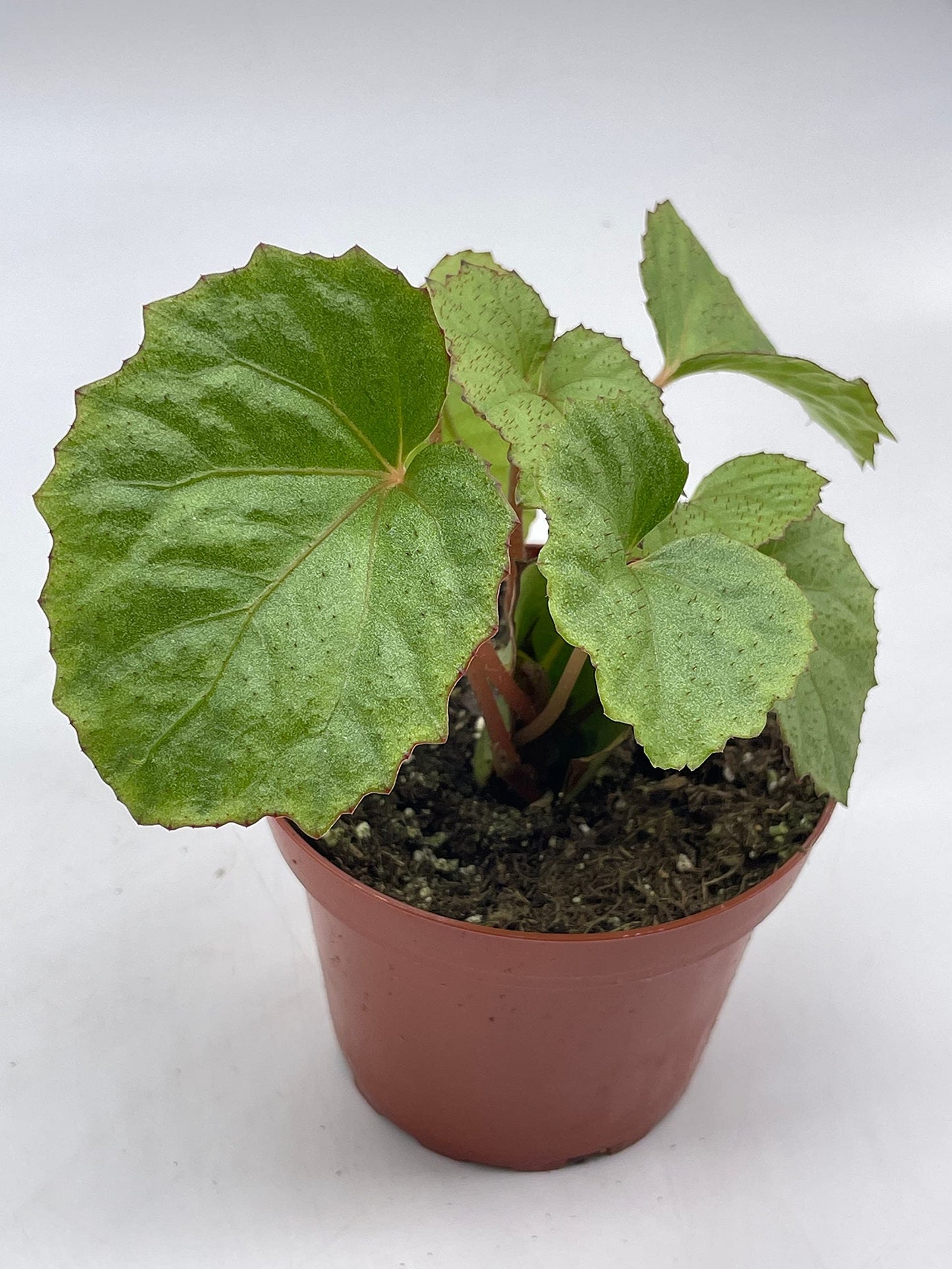 BubbleBlooms Harmony's Miri, Begonia Rex, 4 inch, Red Hairs, Painted-Leaf Begonia, Unique Homegrown Exclusive