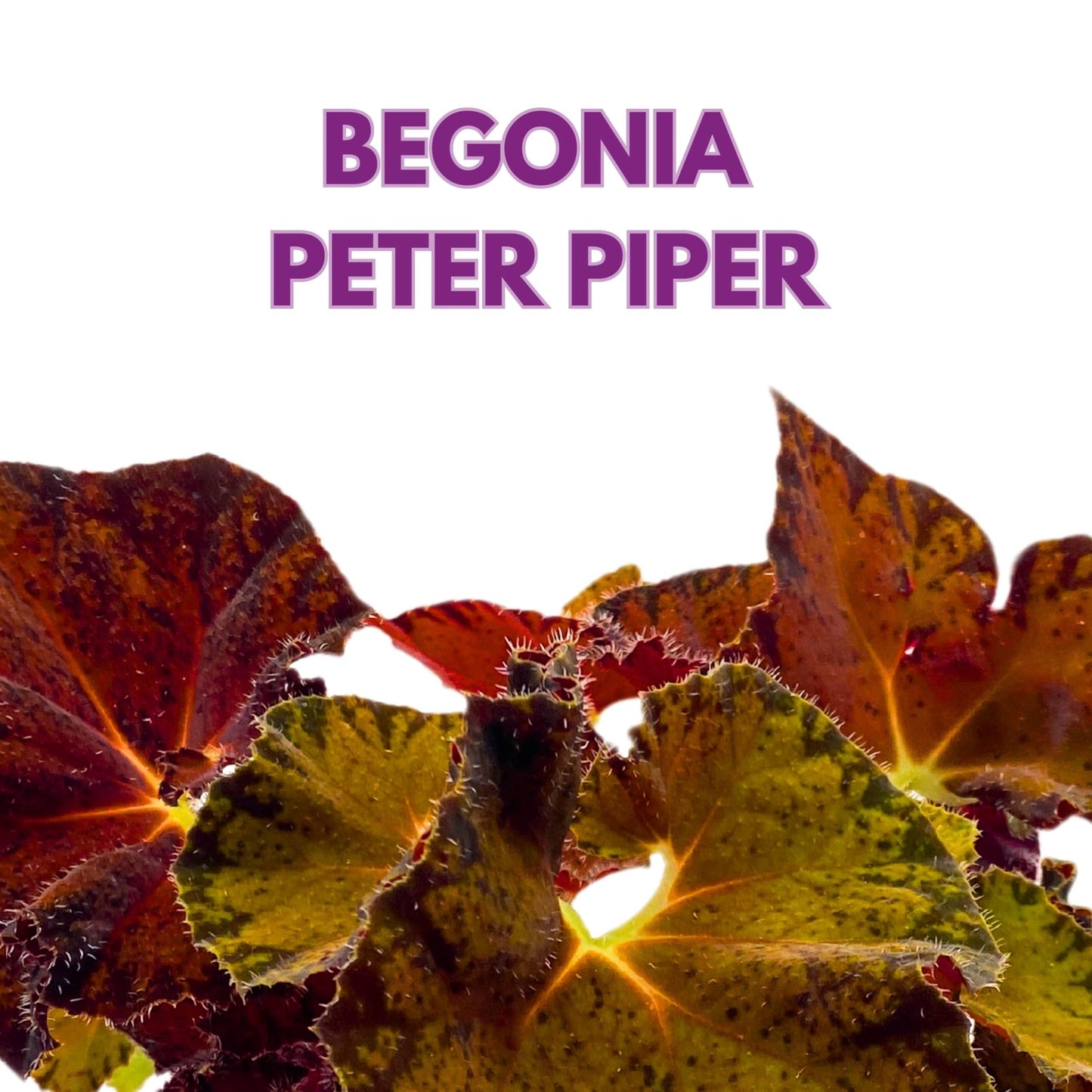 Harmony Foliage Begonia Peter Piper 6 inch Rhizomatous