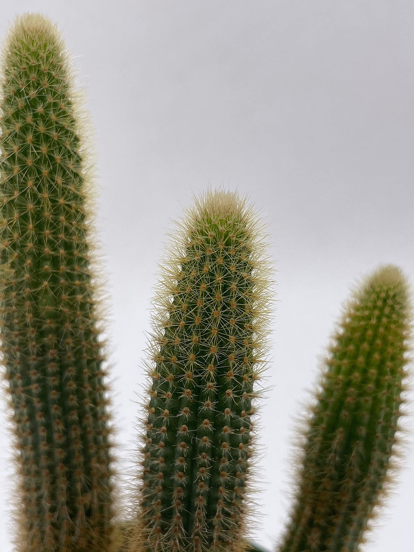 Golden Column, Echinopsis Spachiana, 4 inch