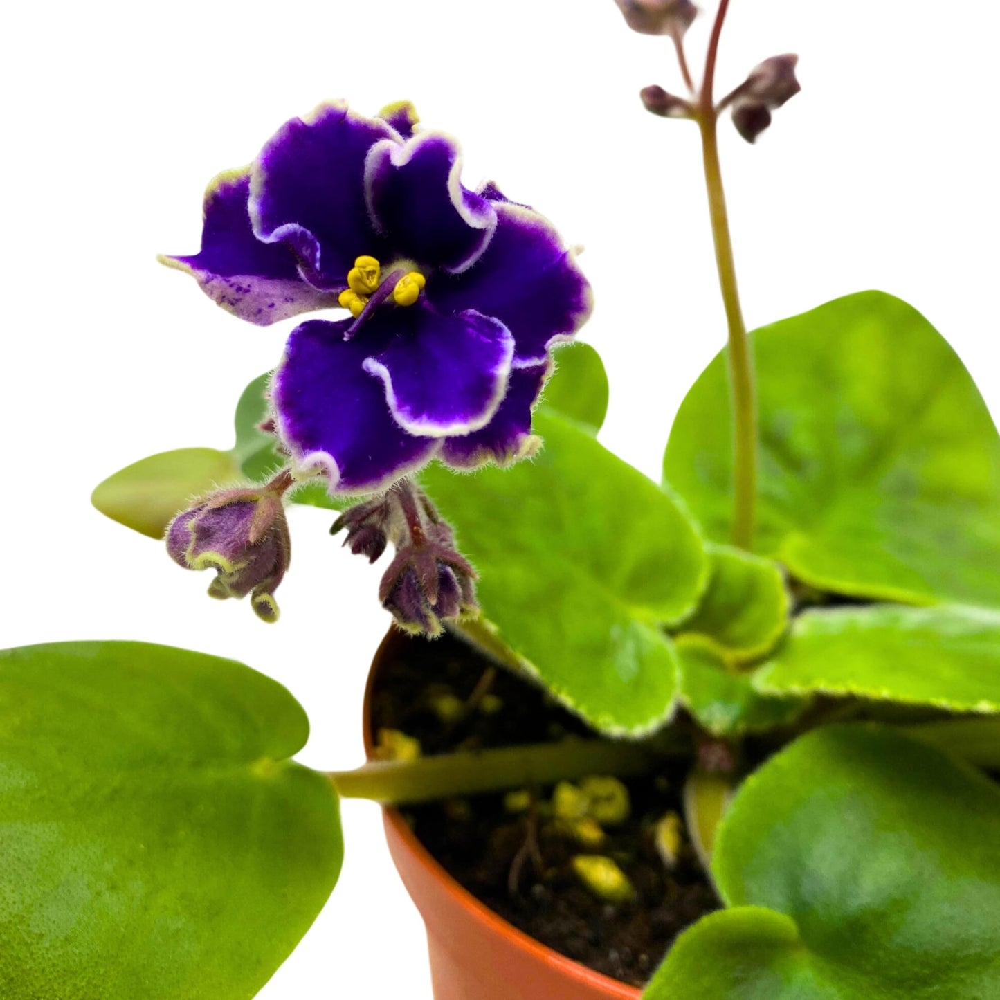 Harmony Foliage Rebel's Wild Wings African Violet Saintpaulia 4 inch