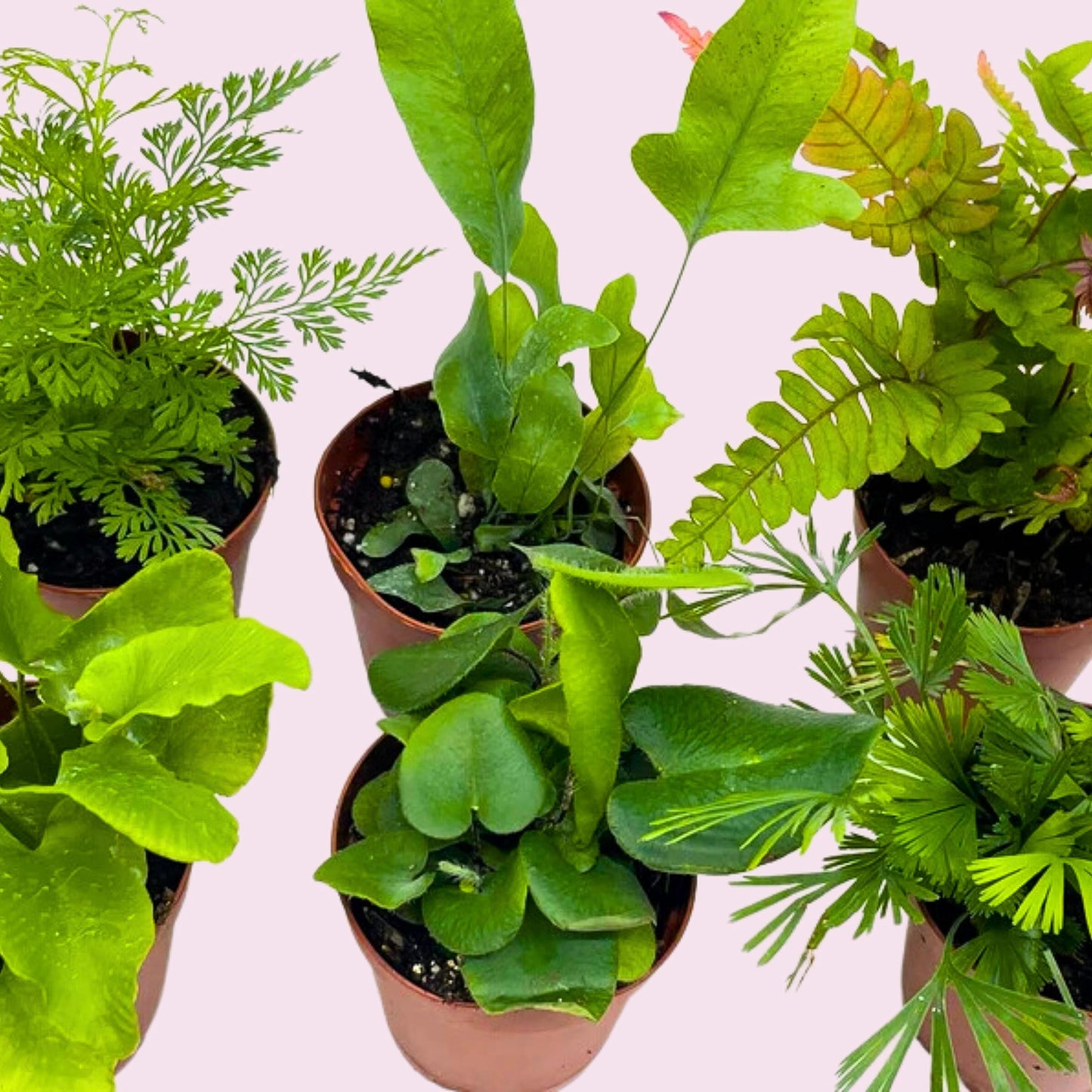 BubbleBlooms Fern Variety Assortment, 6 Different Ferns in 2 inch pots Tiny Mini Pixie Plants