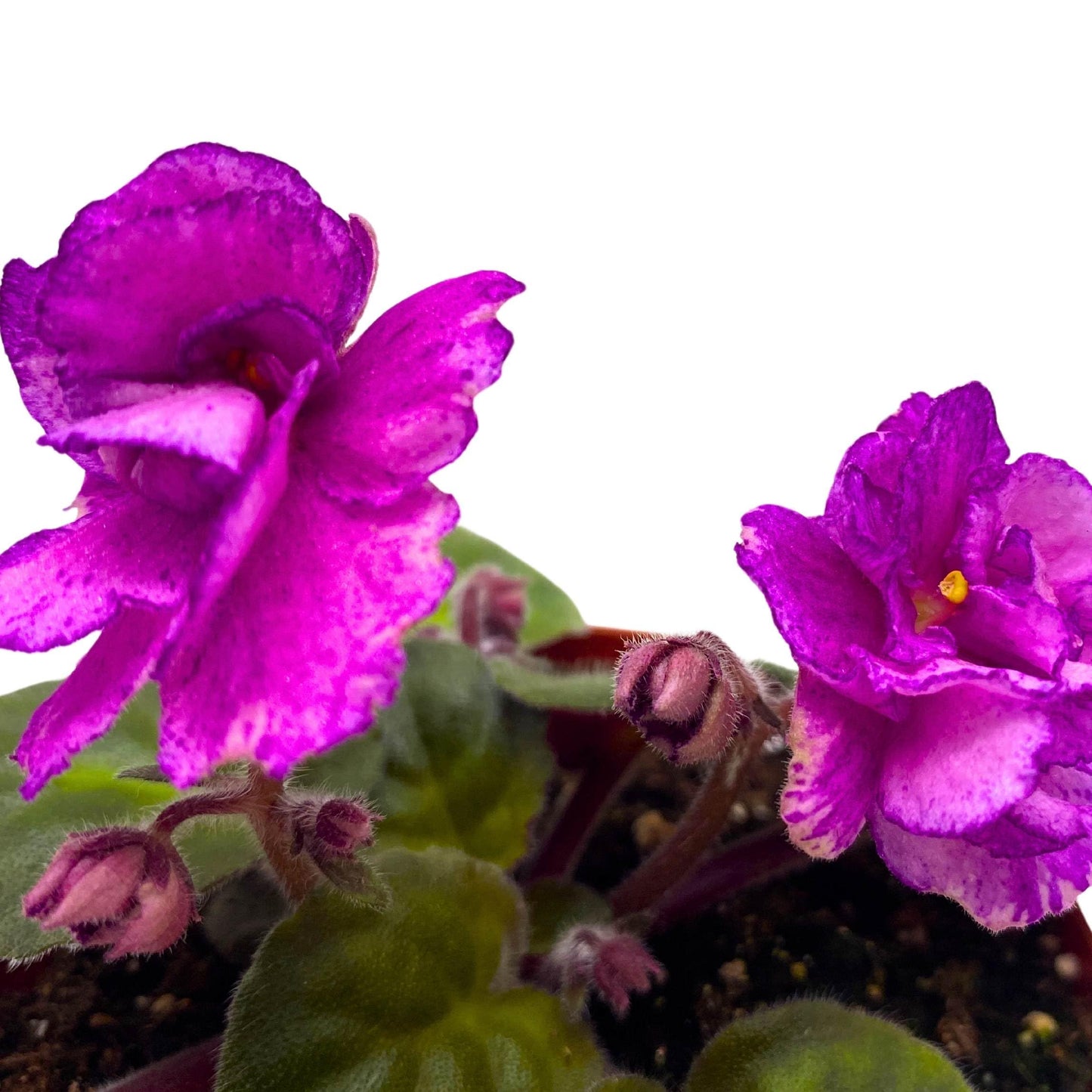 Harmony Foliage Sergeant Pepper African Violet Saintpaulia 4 inch