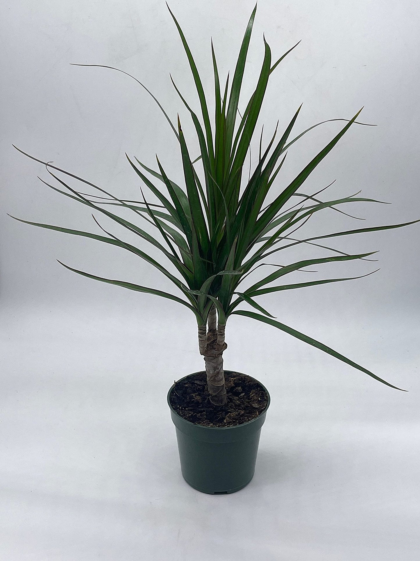 Dragon Tree, Madagascar Dragonplant, Dracaena marginata Hort. Dragontree in a 4 inch Pot Rare House Plant