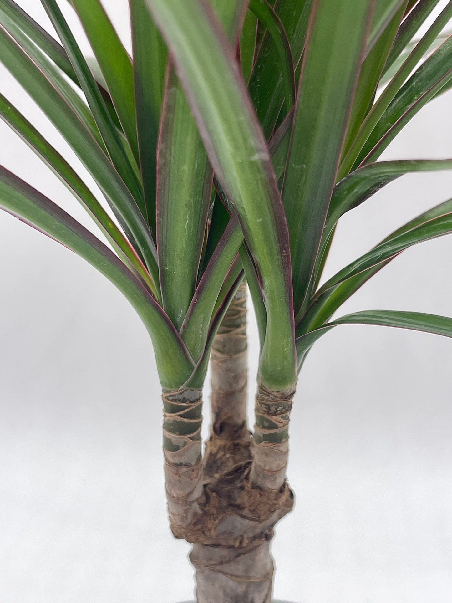 Dragon Tree, Madagascar Dragonplant, Dracaena marginata Hort. Dragontree in a 4 inch Pot Rare House Plant