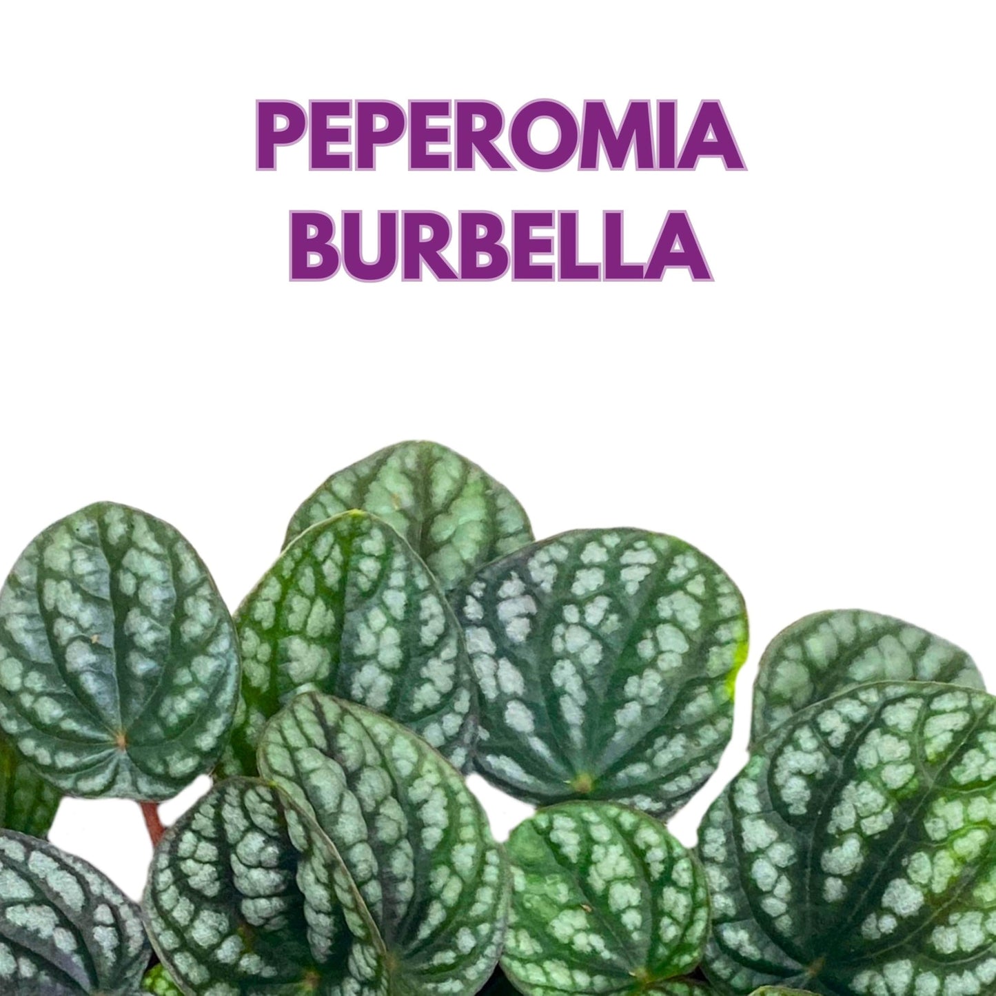 Harmony Foliage Peperomia Burbella Deep Ripple 6 inch