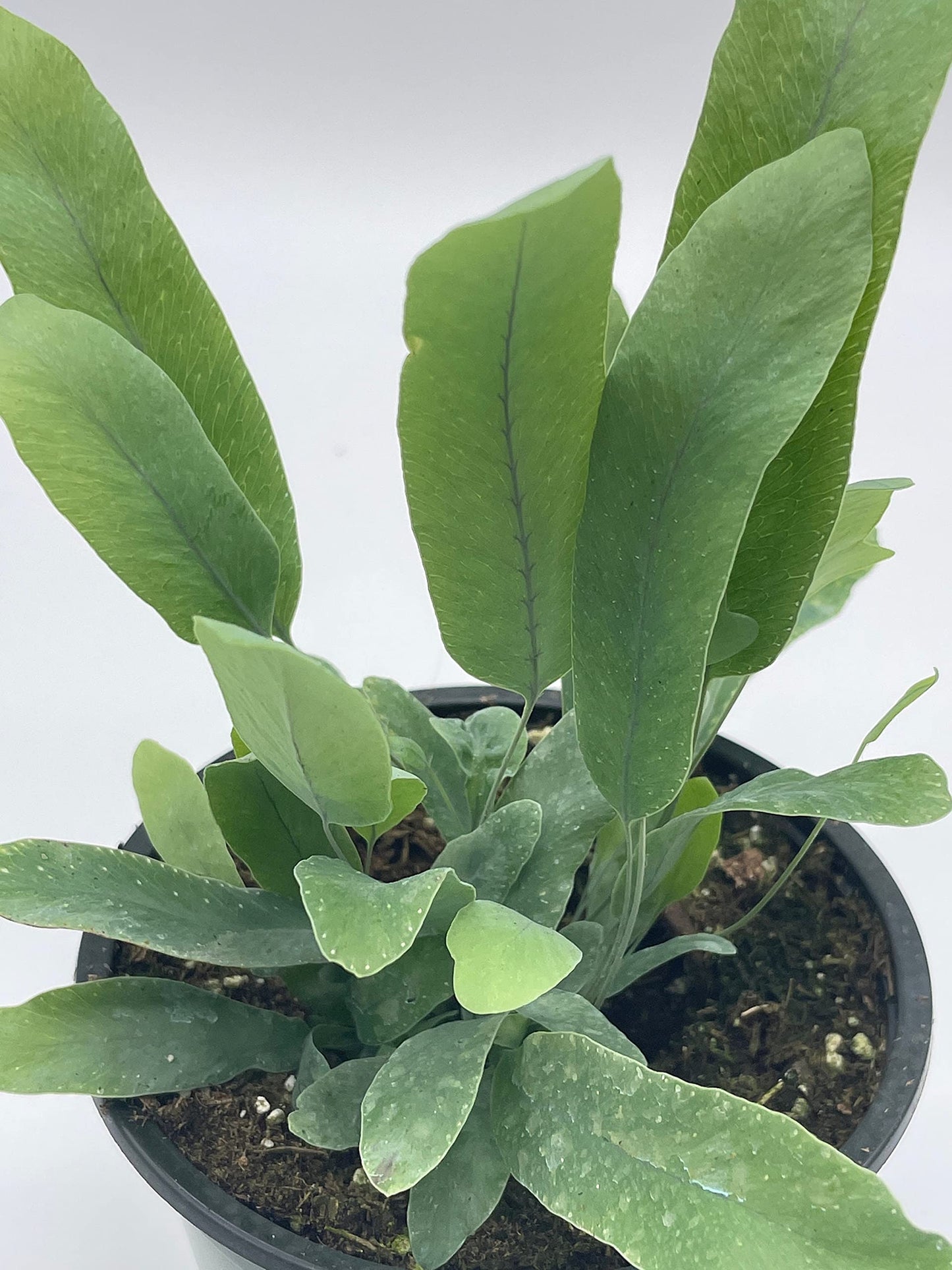 Phlebodium aureum, 4 inch, Tongue Fern, Rabbit's Foot Fern, Exotic Fern