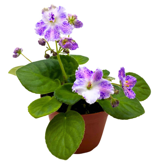 Harmony Foliage K's Dancing Spree African Violet Variegated Flower 4 inch