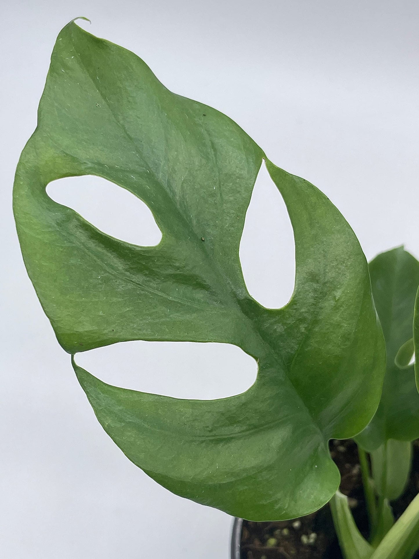 Monstera Minima, 4 inch, Rhaphidophora tetrasperma Philodendron Piccolo, Mini Ginny,