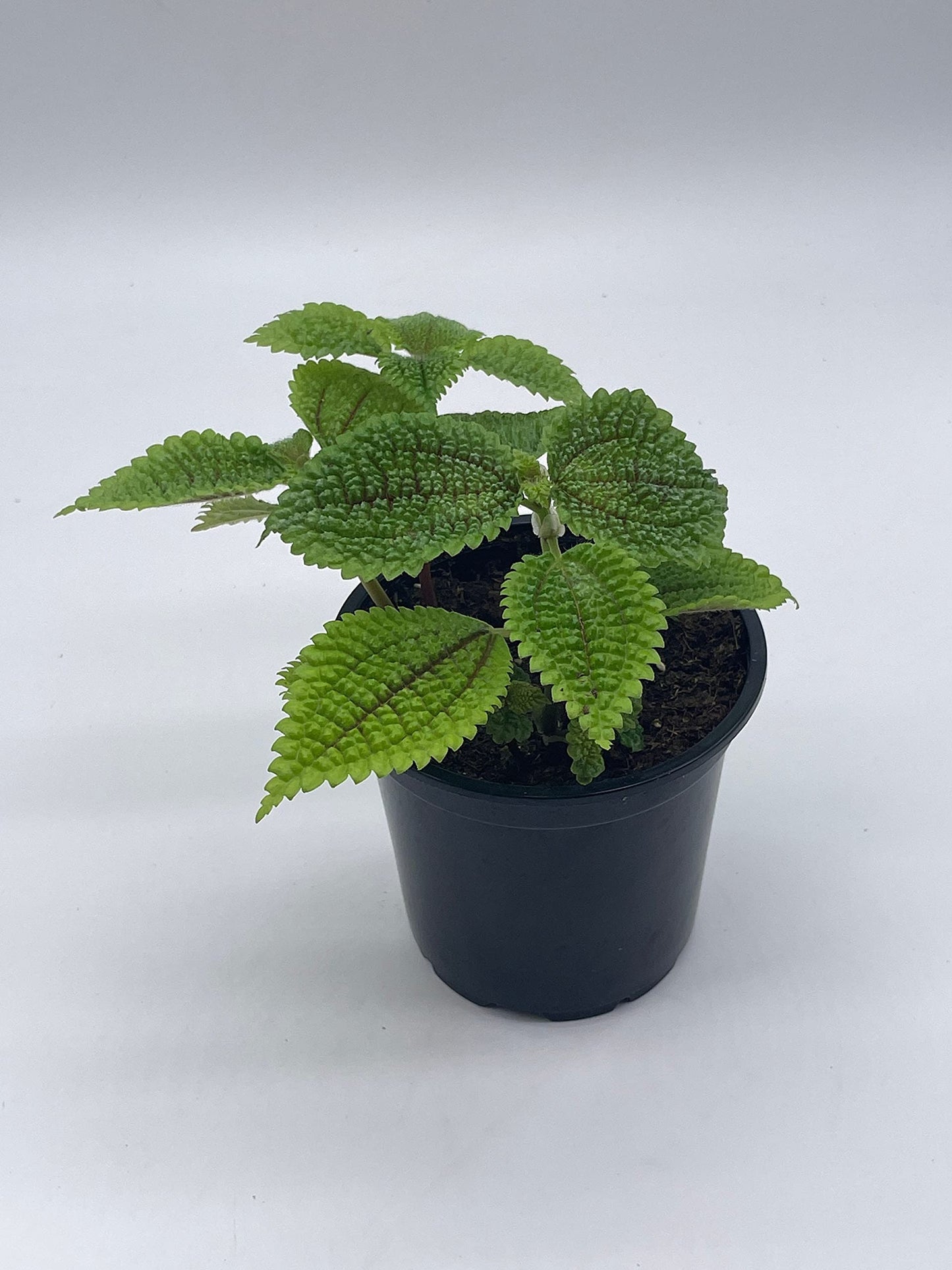 Moon Valley Pilea, 4 inch Pilea Mollis