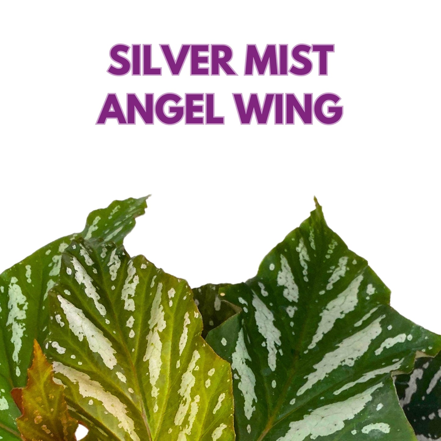 Harmony Foliage Harmony's Silver Mist Angel Wing Begonia 4 inch