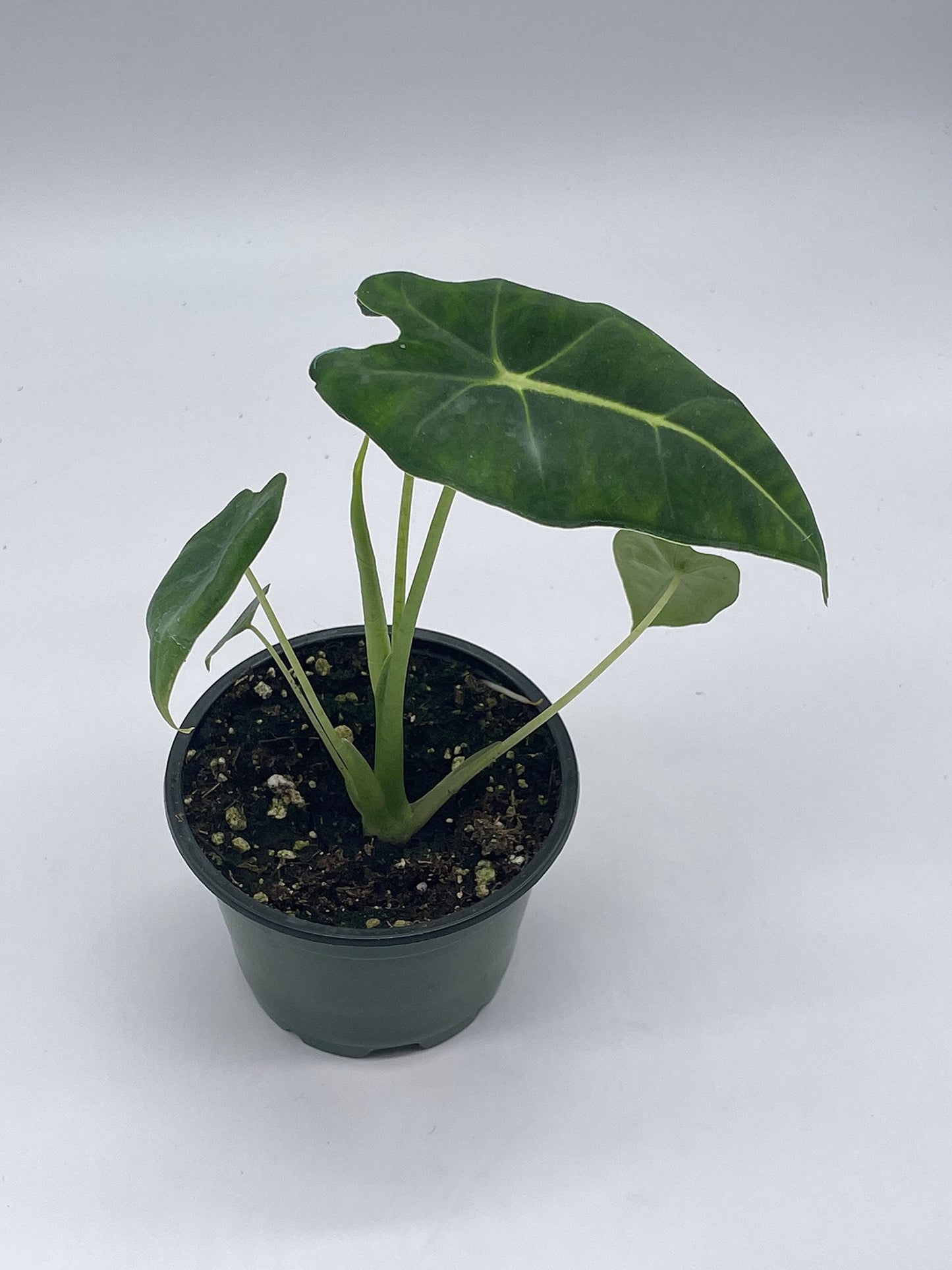 Alocasia Micholitziana, Velvet Elvis, 4 inch