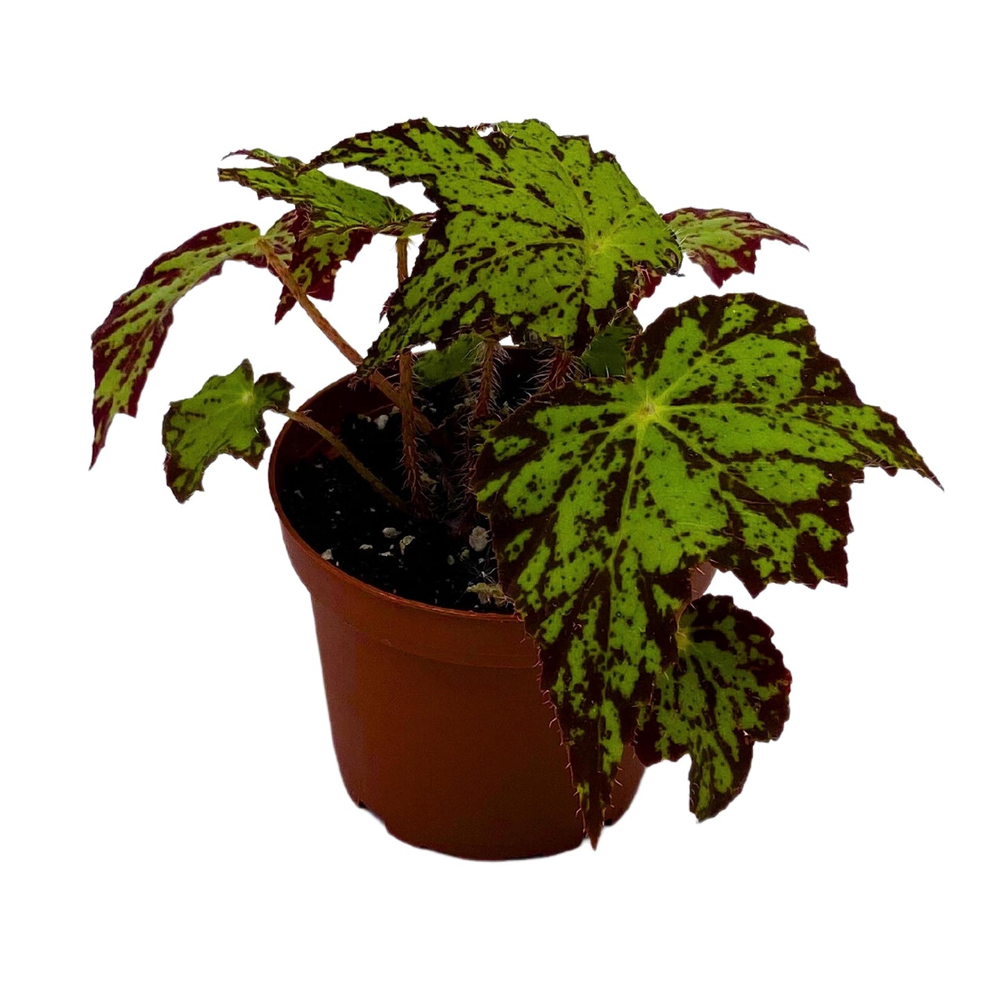 Harmony's BubbleBlooms River Nile Begonia, Begonia Rex in 4 inch Pot