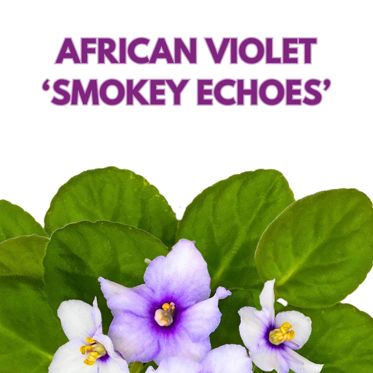 Harmony Foliage Smokey Echoes African Violet Saintpaulia 4 inch