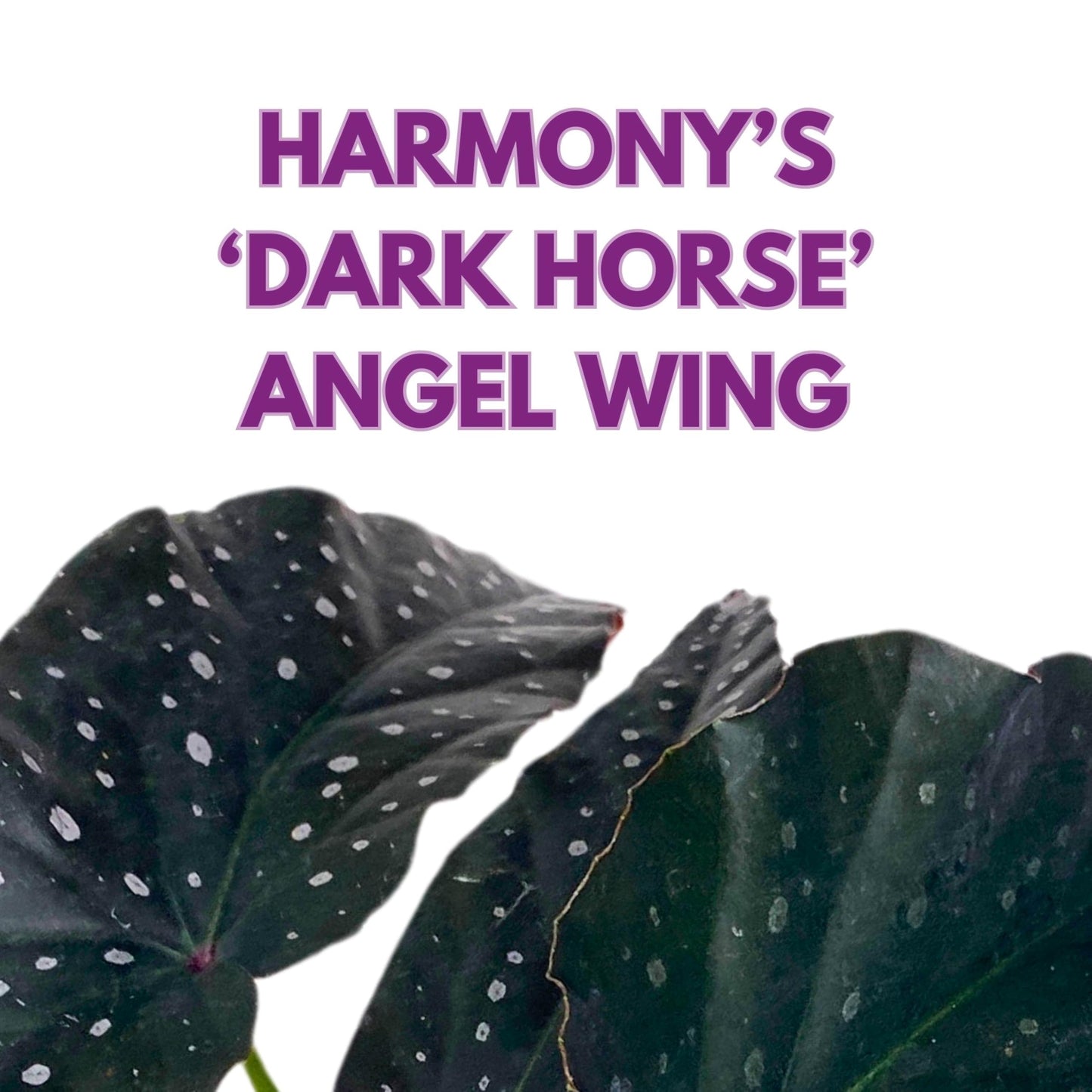 Harmony Foliage Harmony's Dark Horse Angel Wing Begonia 4 inch