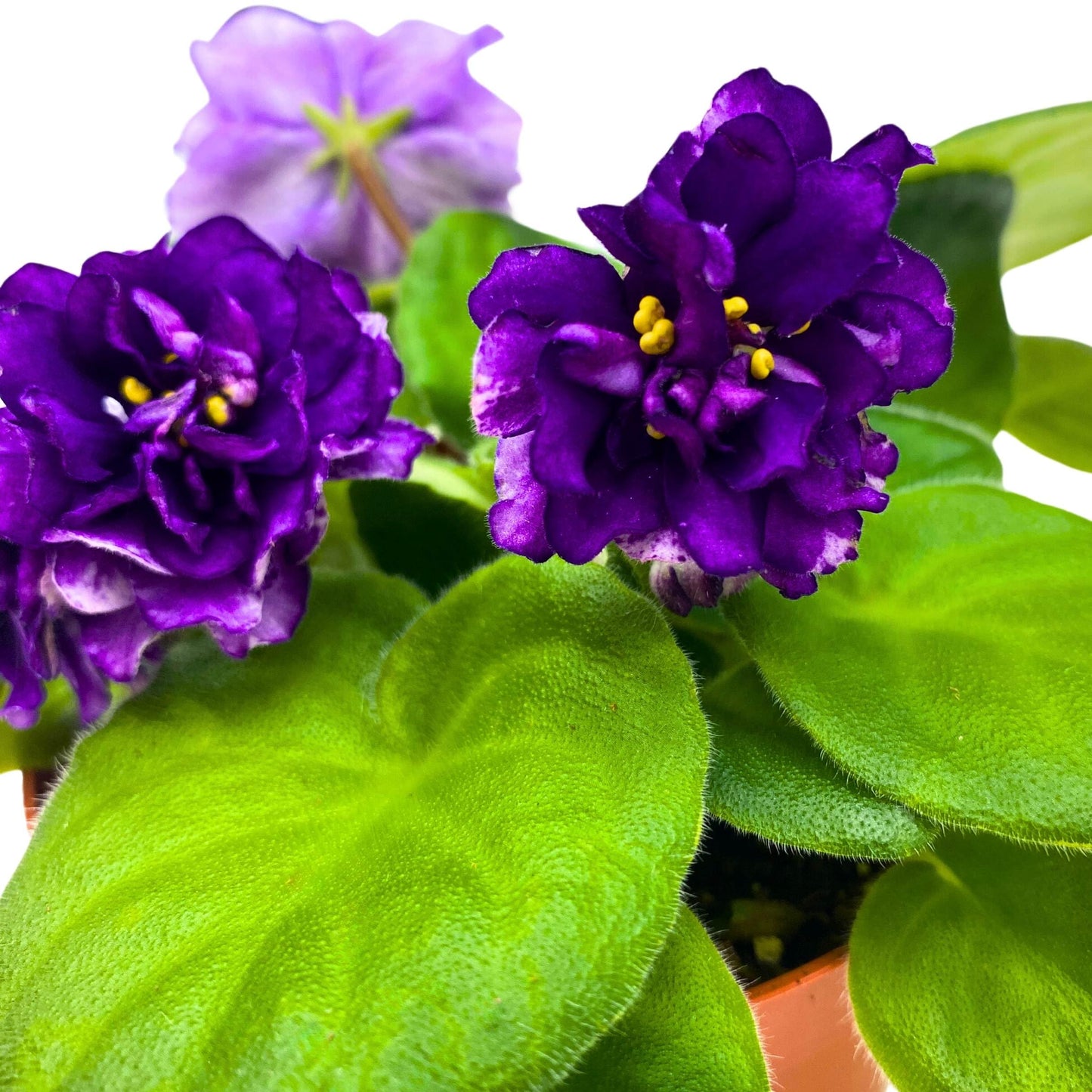 Harmony Foliage EK Gray Ocean African Violet Saintpaulia 4 inch