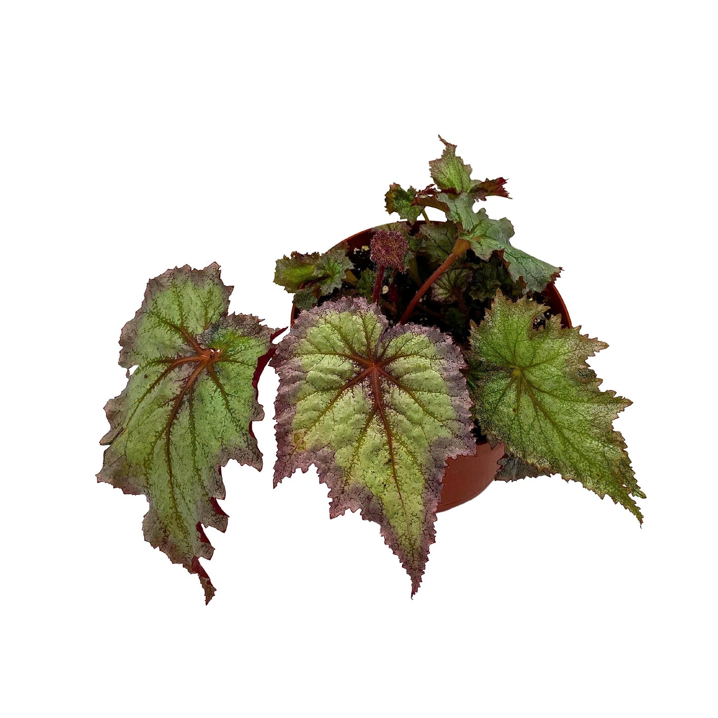 Harmony's BubbleBlooms Daenerys Begonia, Variegated Begonia Rex in 6 inch Pot