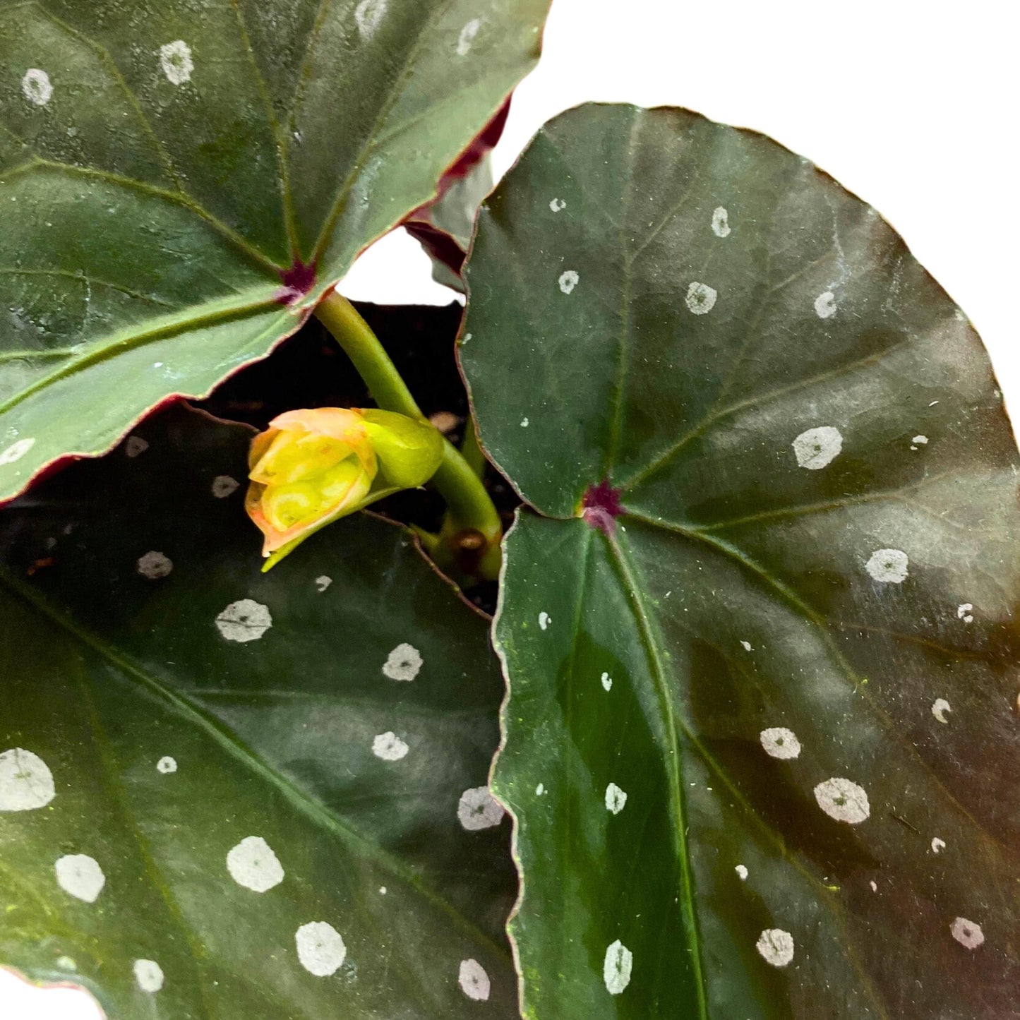 Harmony Foliage Harmony's Dark Side of The Moon Angel Wing Cane Begonia 4 inch