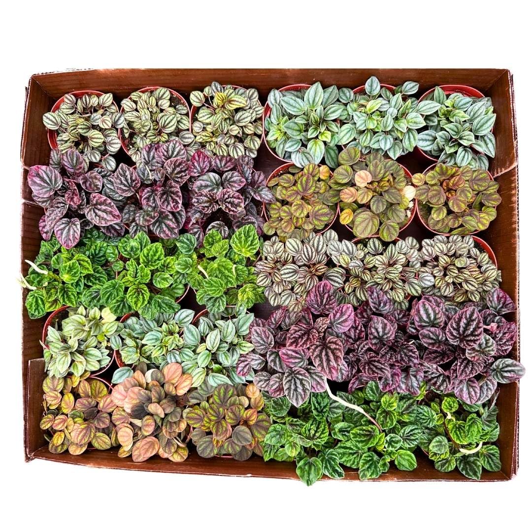 Harmony Foliage Ripple Peperomia Assortment in 4 inch pots 30-Pack Bulk Wholesale