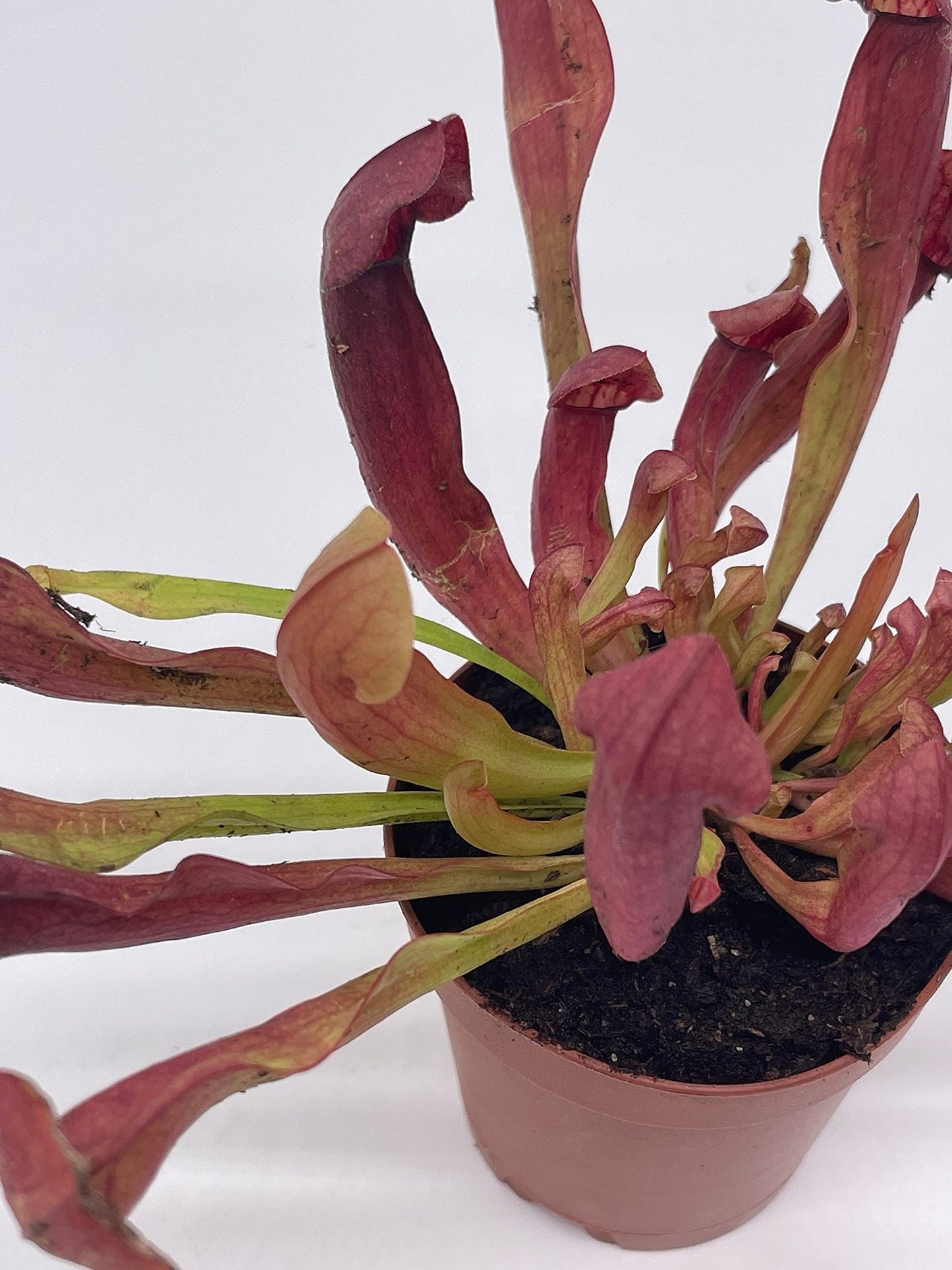 Parrot Pitcherplant, Carnivorous Plant, Sarracenia psittacina, Red Pitcher Plant, Variegated Michx