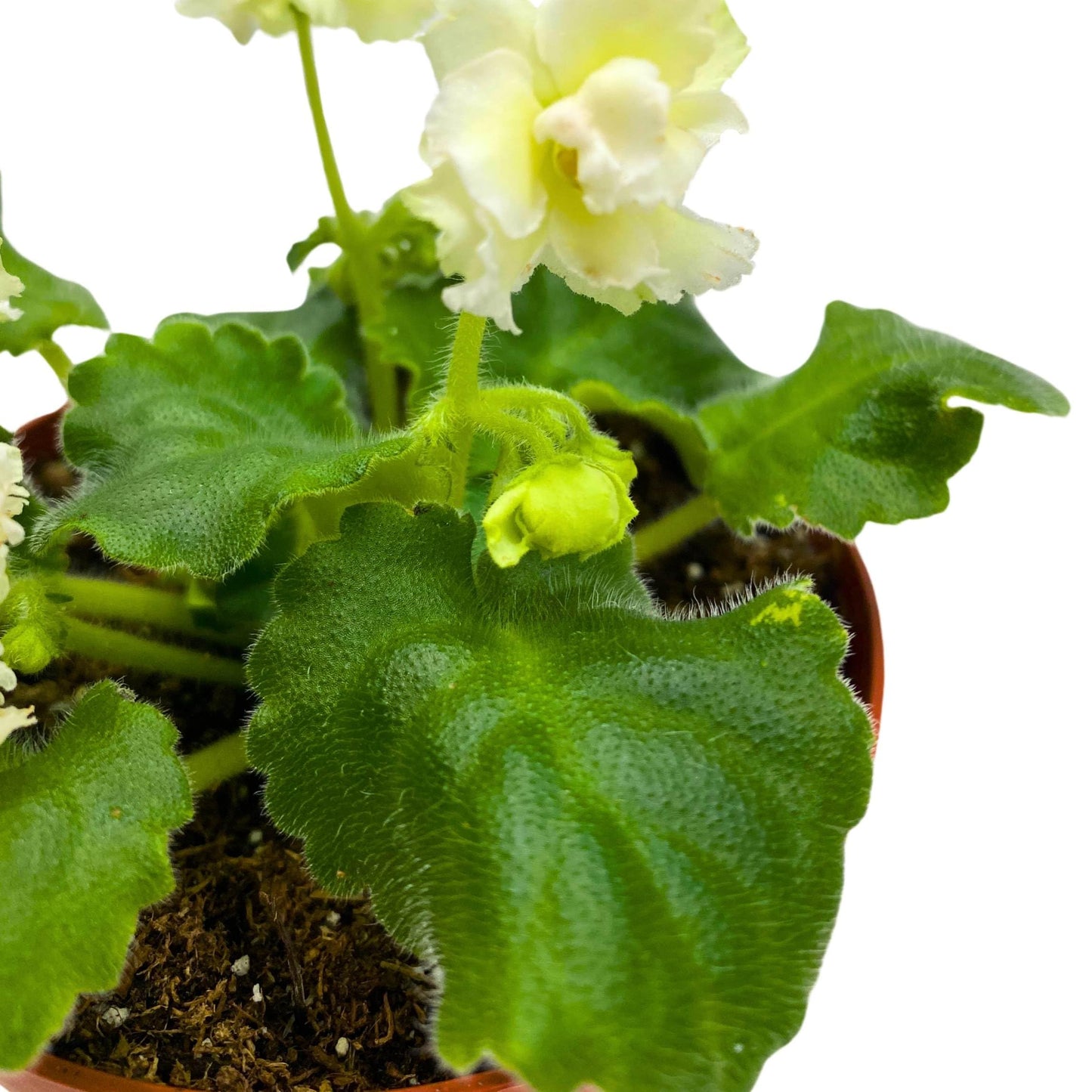 Harmony Foliage Tropical Sunshine African Violet Saintpaulia 4 inch