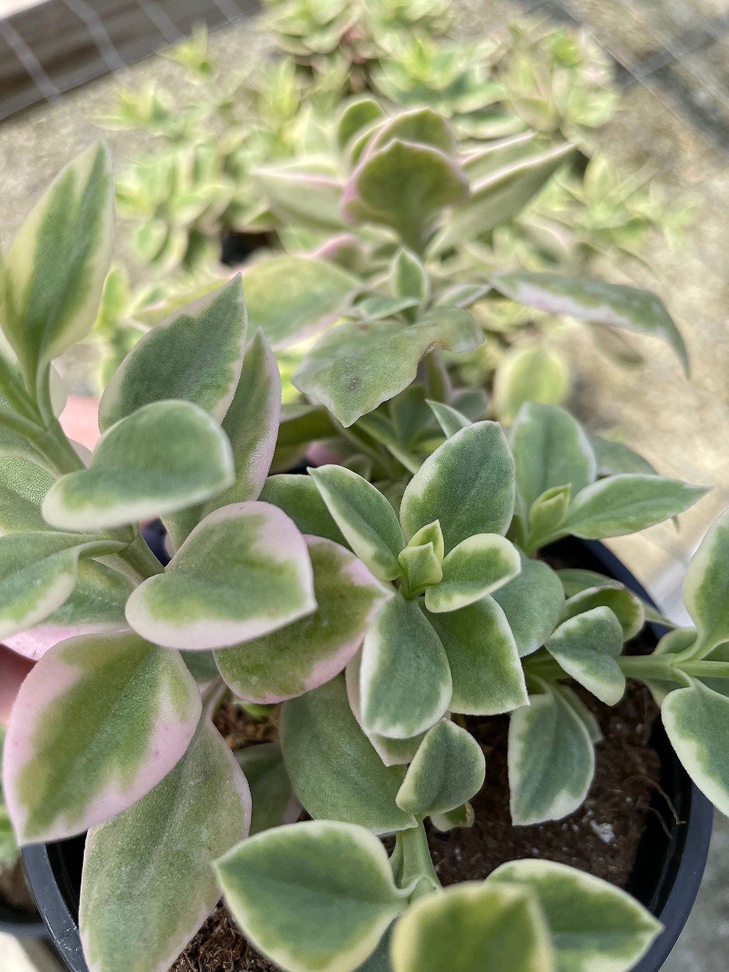 Variegated Baby Sun Rose, Variegated Red Aptenia, Heartleaf Ice Plant, Dew Plant, Trailing red, Mesembryanthemum cordifolium 'Variegata'