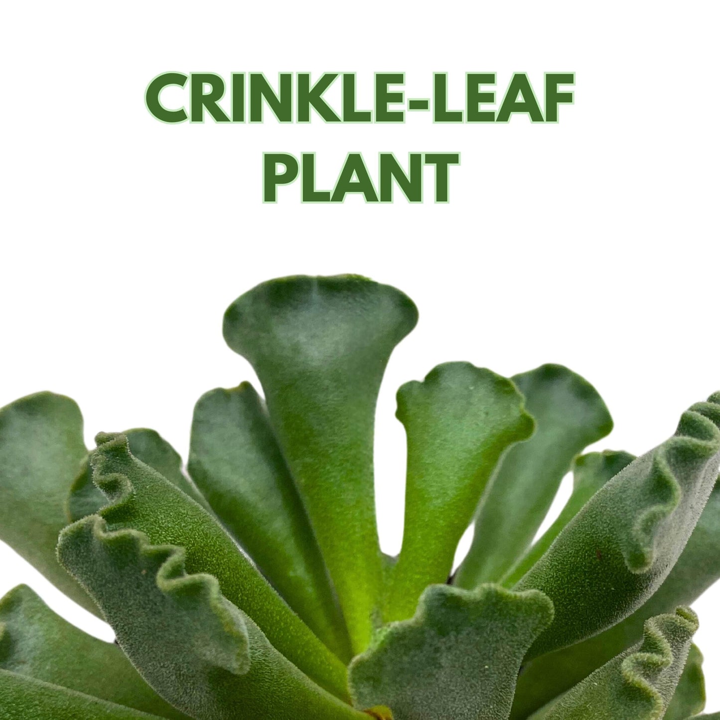 BubbleBlooms Pie Crust Succulent, Key Lime Pie Crinkle Leaf Plant, 4 inch