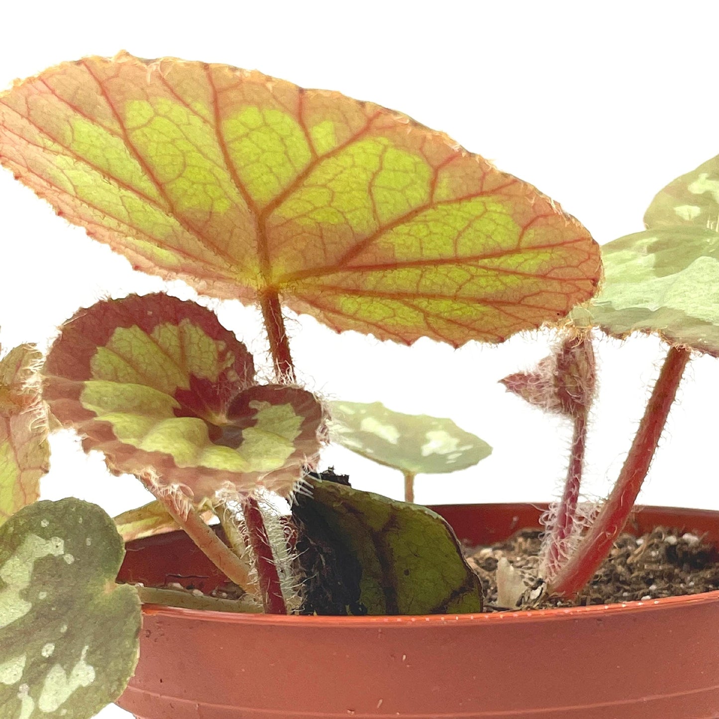 BubbleBlooms Harmony's Jingxiensis VAR Maschanica, Rare 4 inch Begonia Rex