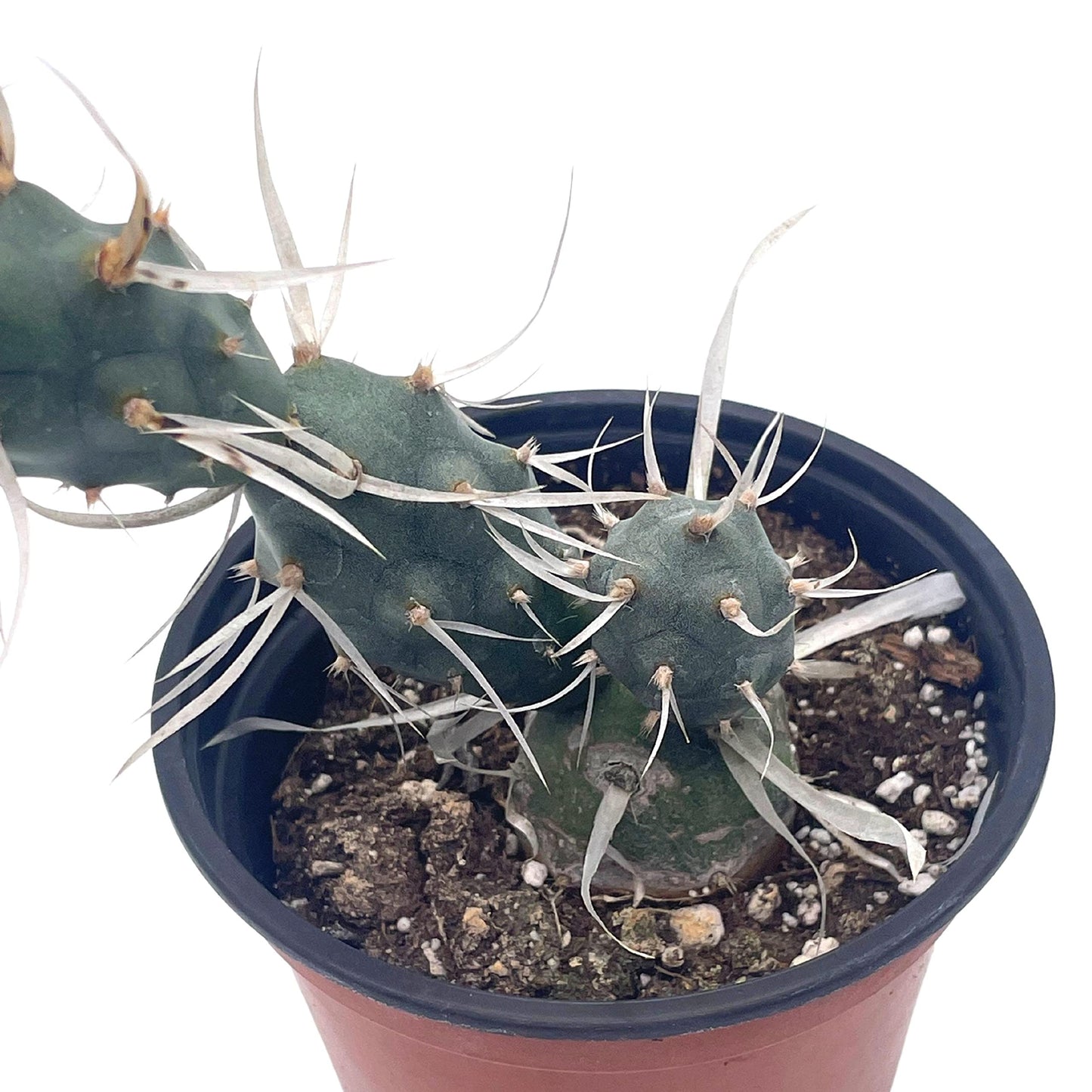 Paper Spine Cactus, 4 inch Opuntia articulata Rare White Cactus Cholla Cactus, Opuntia glomerata f. papyracantha,