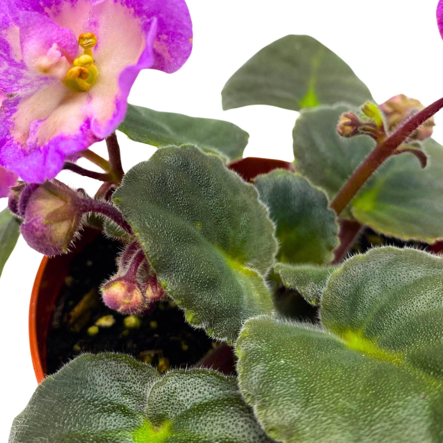 Harmony Foliage Hawaiian Pearl African Violet Saintpaulia 4 inch