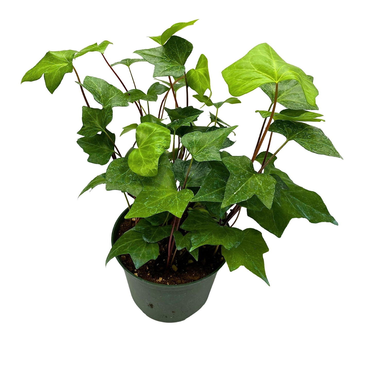 BubbleBlooms Algerian Ivy, Canary Island Ivy, Canary Ivy, Coney Island Ivy, Madeira Ivy in 6 inch Pot