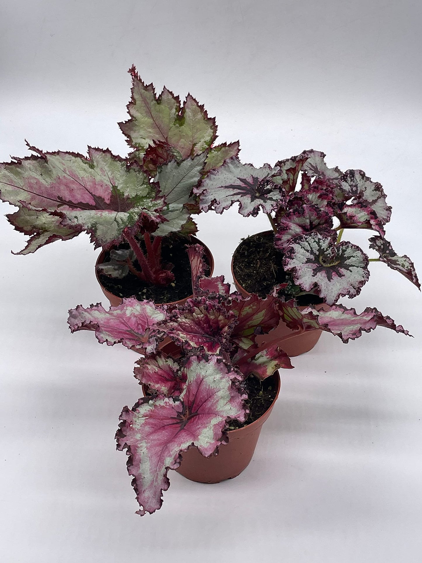 BubbleBlooms Harmony's Begonia Rex Assortment, Cold Pastel Winter, 4 inch, Set of 3, Painted-Leaf Begonia, Unique Homegrown Exclusive, Variegated