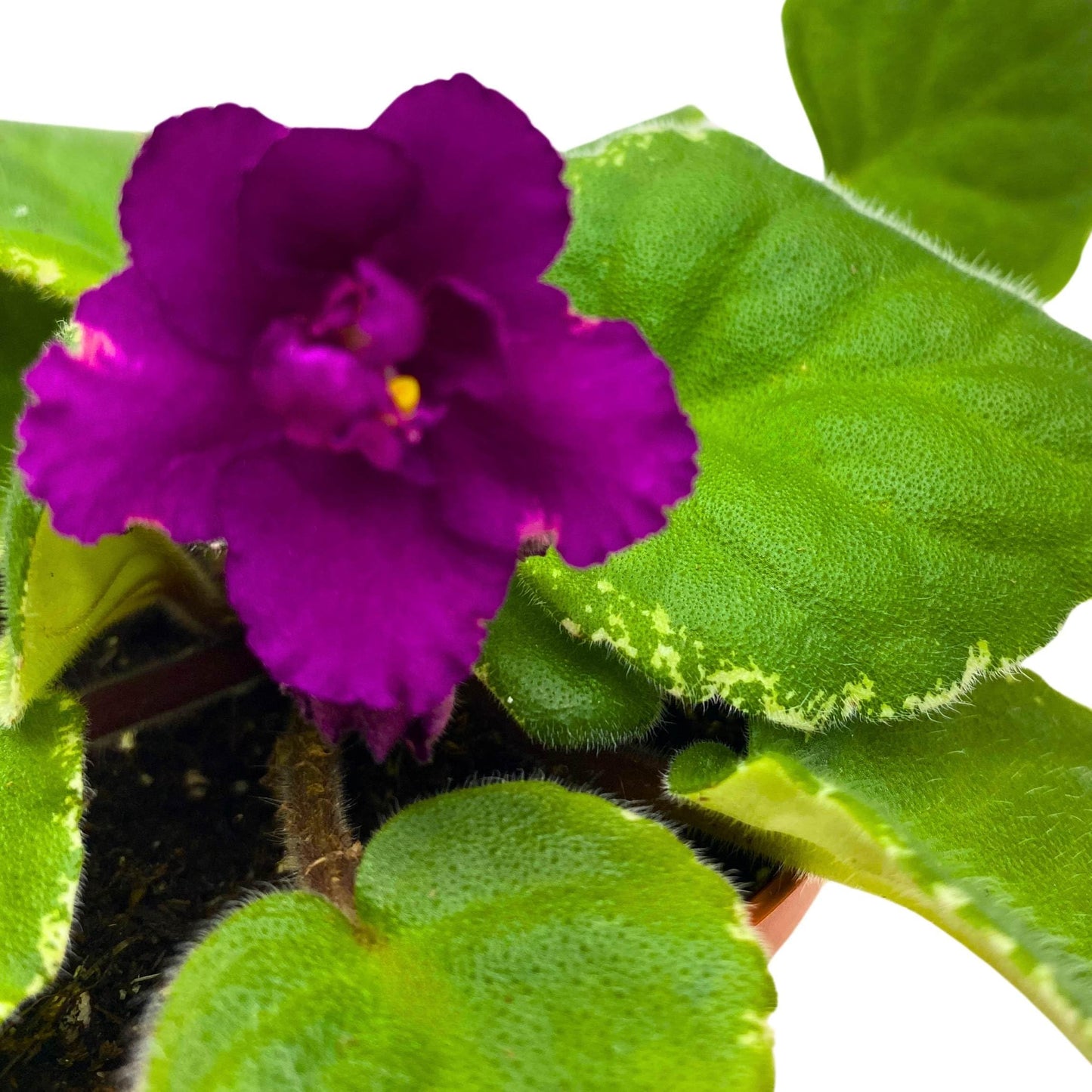 Harmony Foliage Ma's Soiree African Violet Saintpaulia 4 inch