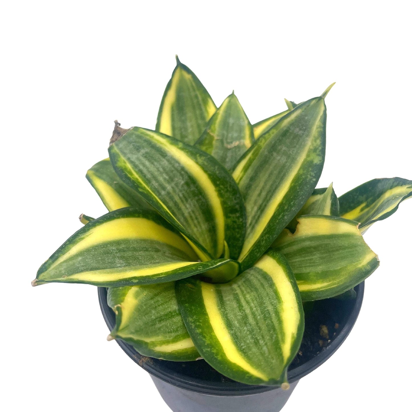 Golden Hahnii, 4 inch Yellow and Green Snake Plant, Variegated Sansevieria trifasciata, Well Rooted Starter Succulent snakeplant