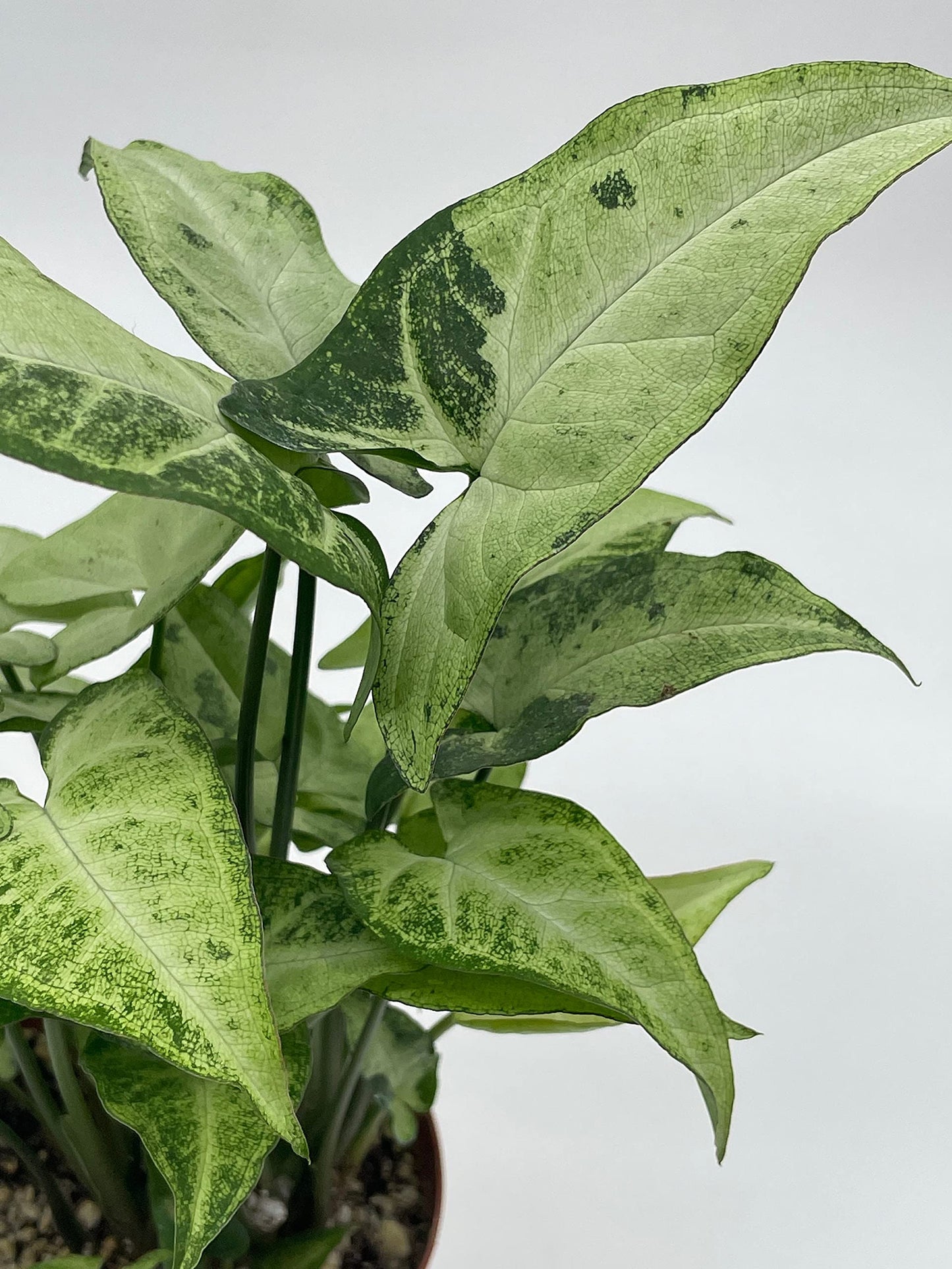 Syngonium Podophyllum Green and White, 4 inch, Arrowhead Vine, Very Filled House Plant