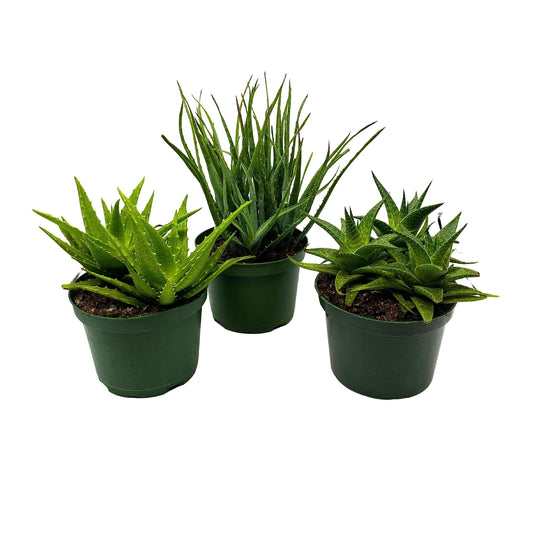 Aloe Assortment, Aloe Variety Set of 3, Grower's Choice in 6 inch pots