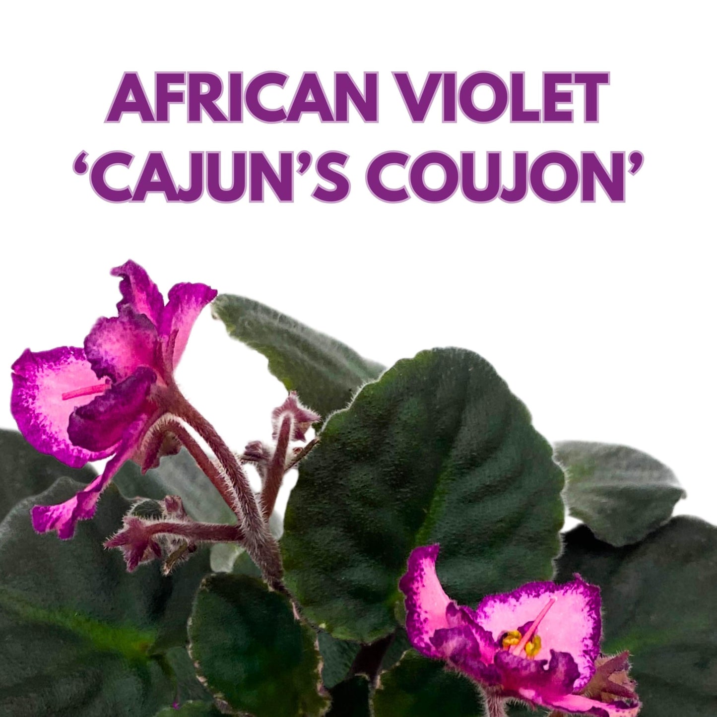 Harmony Foliage Cajun's Coujon African Violet Saintpaulia 4 inch