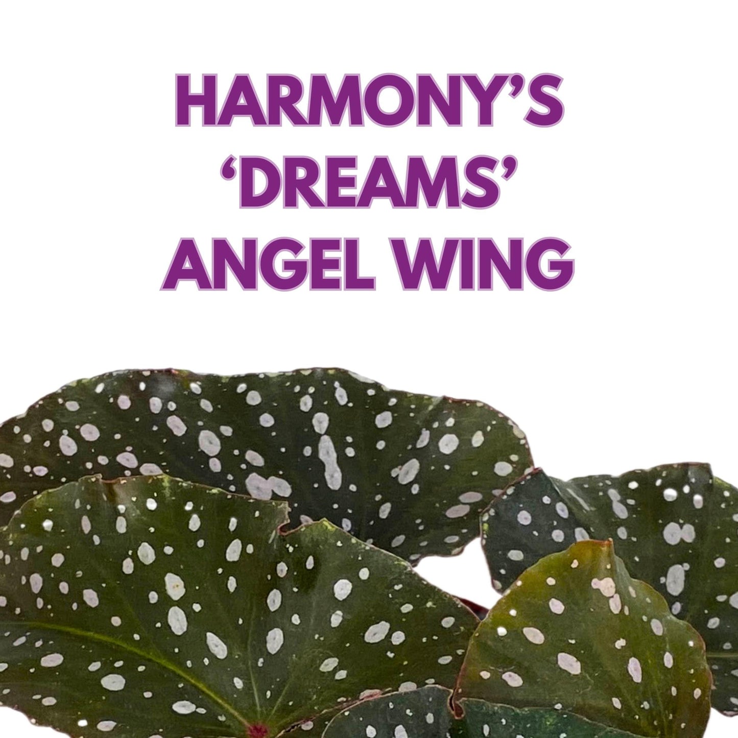 Harmony Foliage Harmony's Dreams Angel Wing Cane Begonia 4 inch