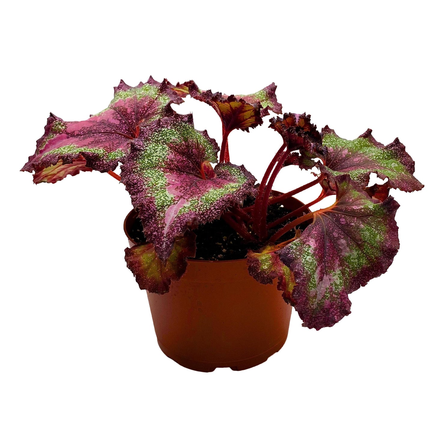 Harmony's BubbleBlooms Love Potion Begonia, Variegated Begonia Rex in 6 inch Pot