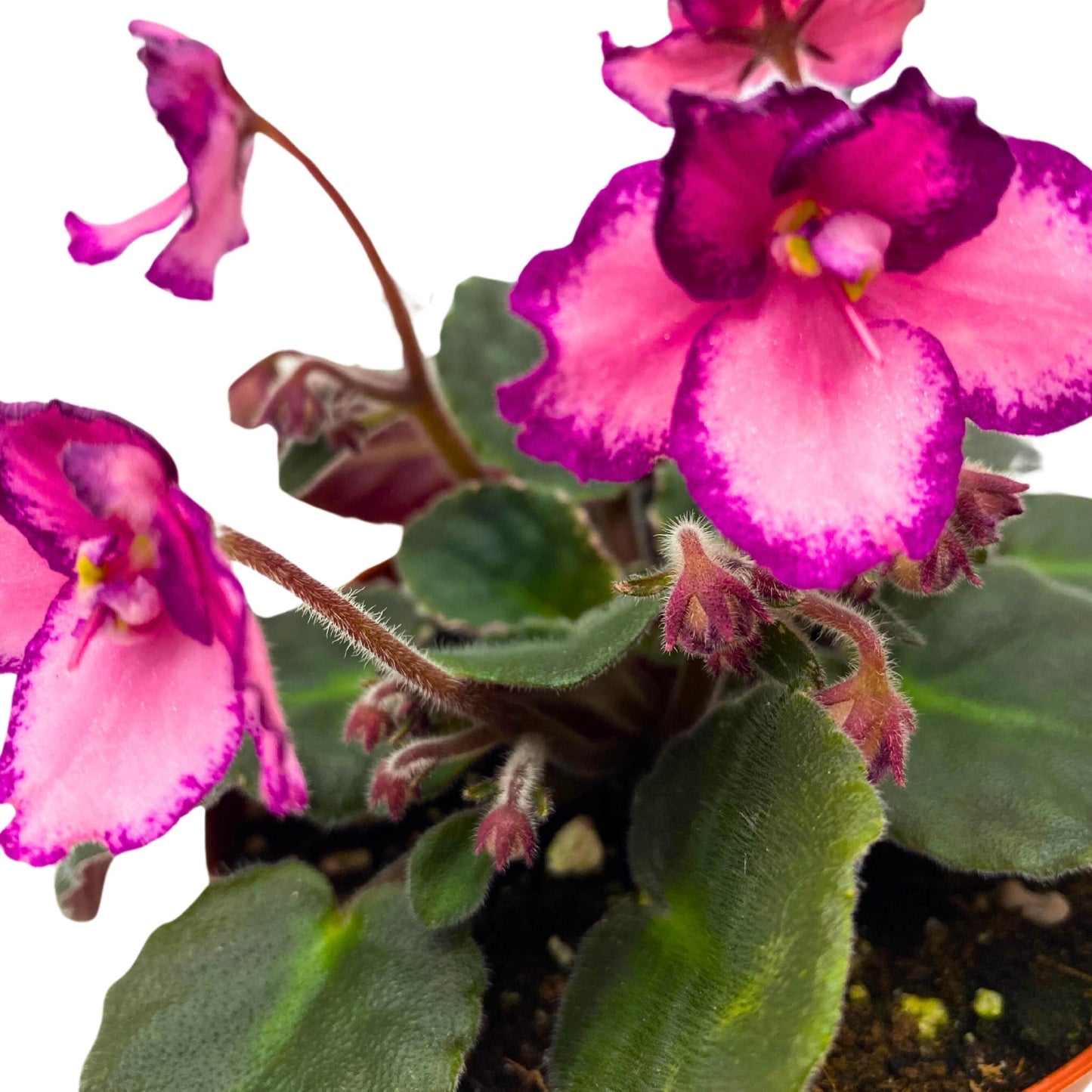 Harmony Foliage Cajun's Coujon African Violet Saintpaulia 4 inch