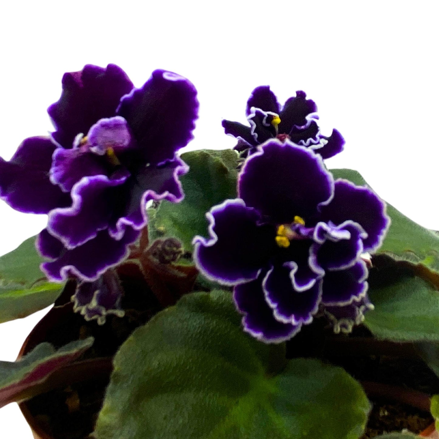 Harmony Foliage Edge of Darkness African Violet Saintpaulia 4 inch