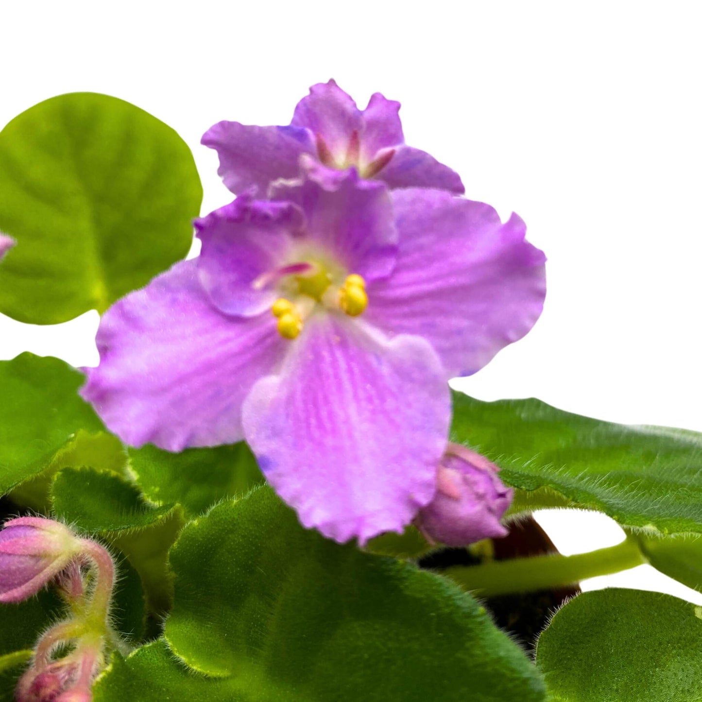 Harmony Foliage K's Lilac Infusion African Violet Saintpaulia 4 inch