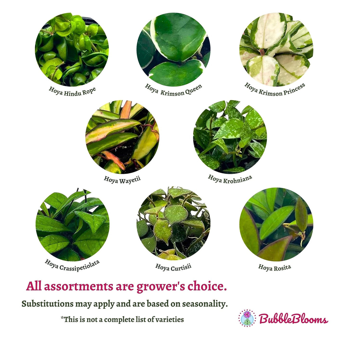 BubbleBlooms Hoya Variety Assortment 2 inch Set of 4 Grower's Choice Live Potted Premium Collection
