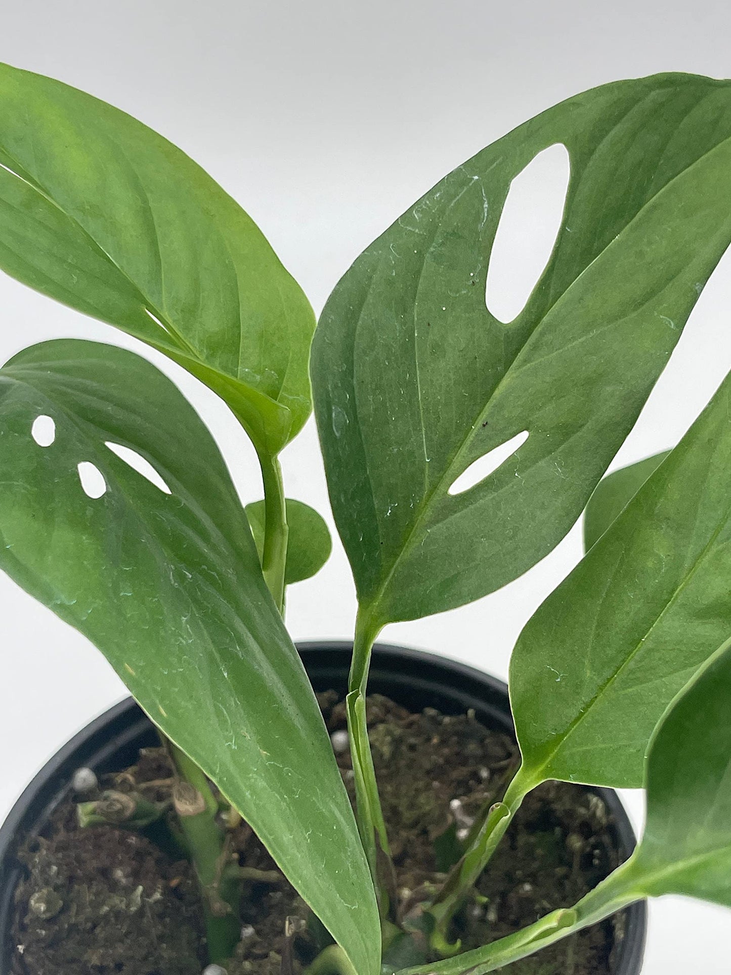 Monstera Adansonii Narrow, 4 inch, Swiss Cheese, Narrow-Leaved