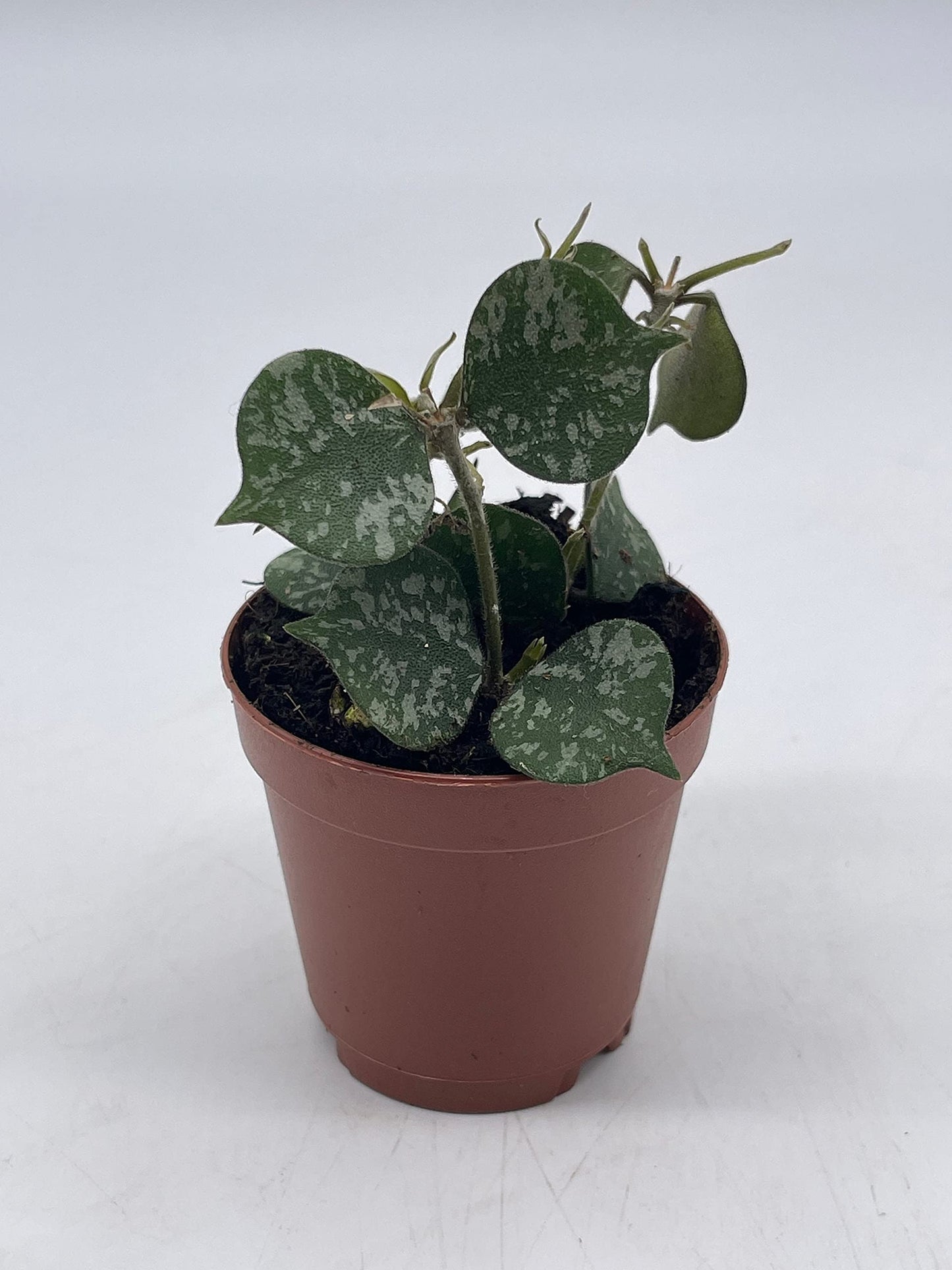 Hoya Curtisii in a 2 inch Pot Porcelain Flower, Hoya Aloha