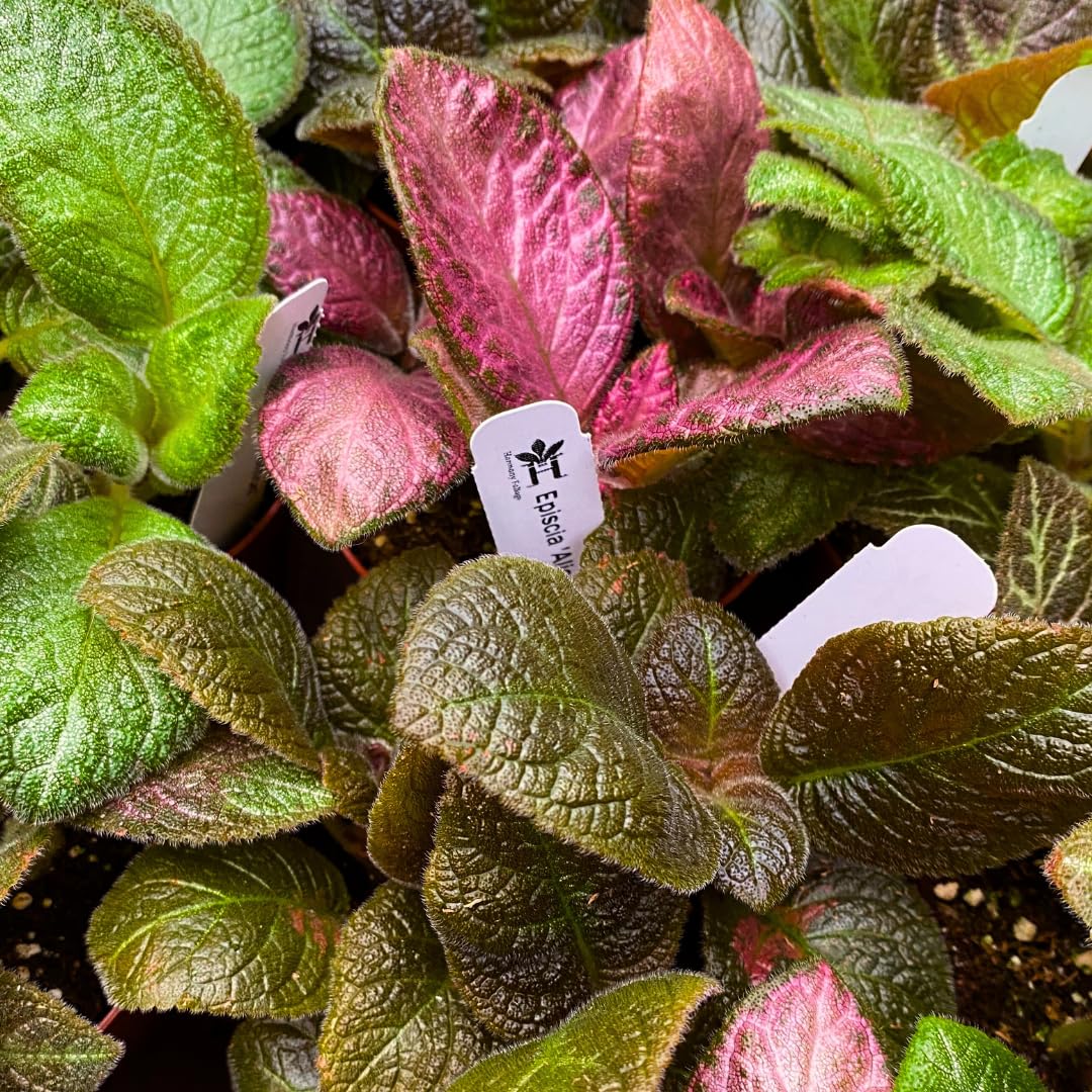 Harmony Foliage Episcia Flame Violet Wholesale Assortment in 4 inch Pots 15-Pack Bulk