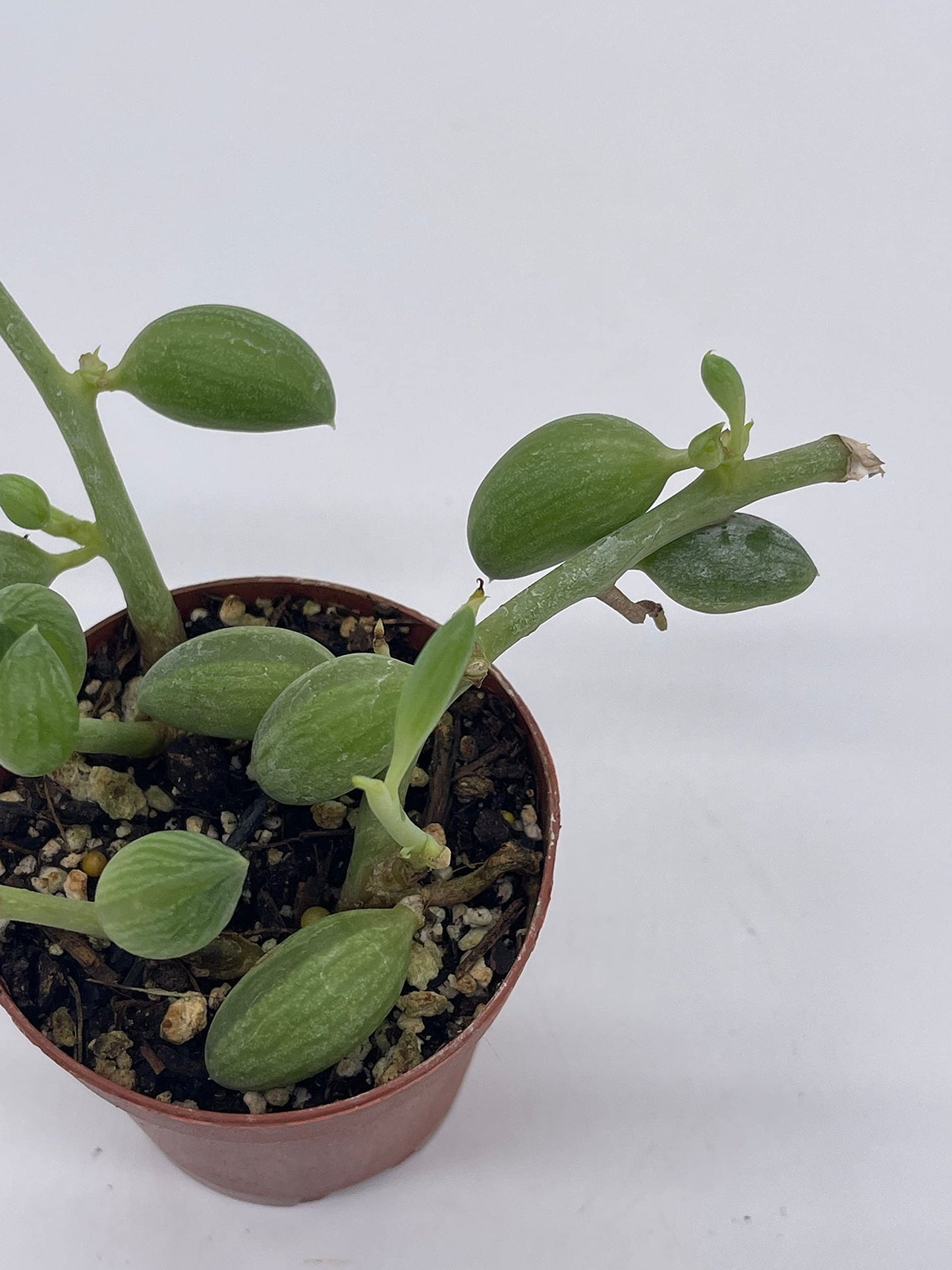 String of Watermelon, 2 inch, Senecio Curio Herreanus