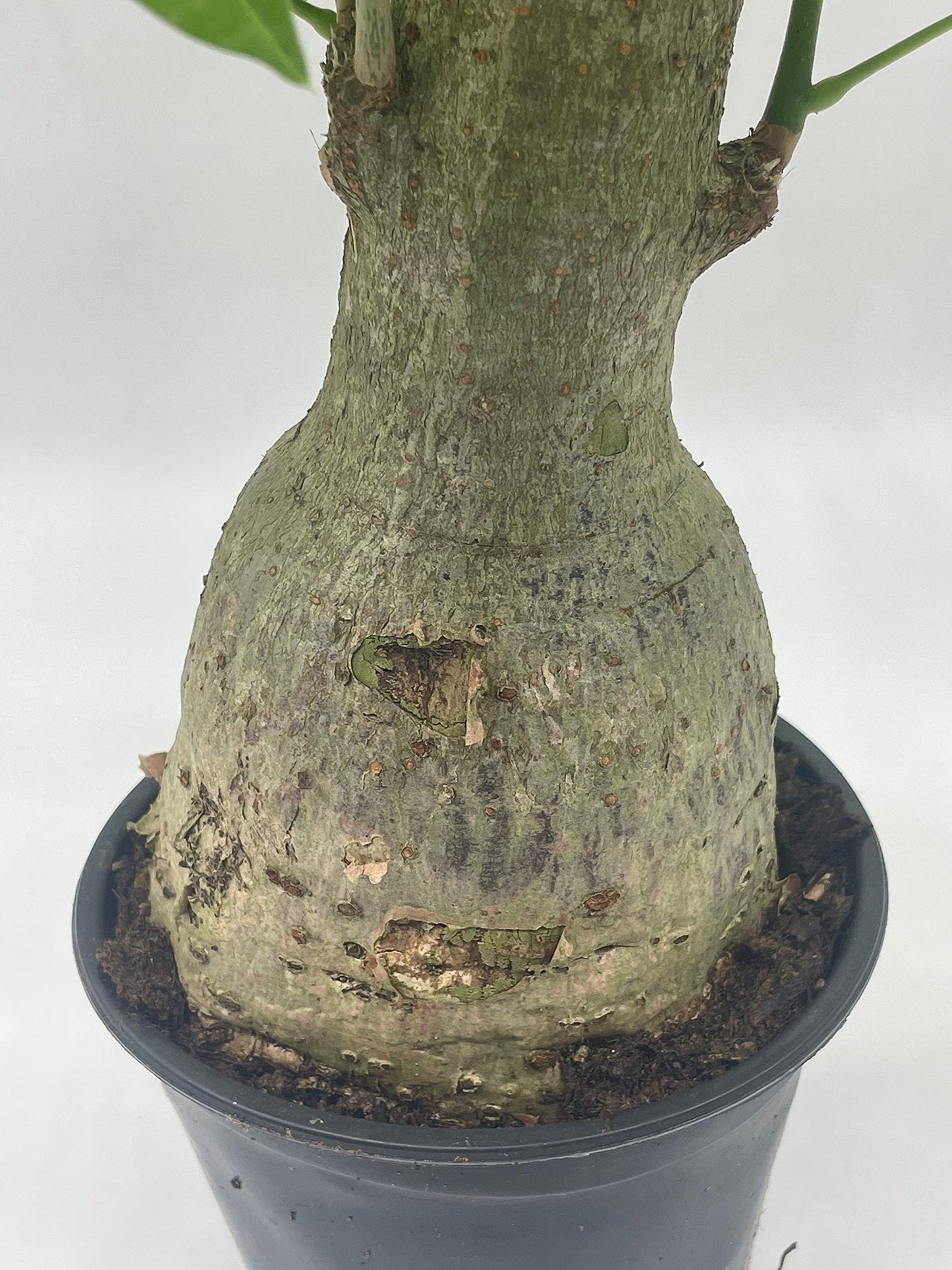 Money Tree Stump, Pachira aquatica, in 6 inch Pot